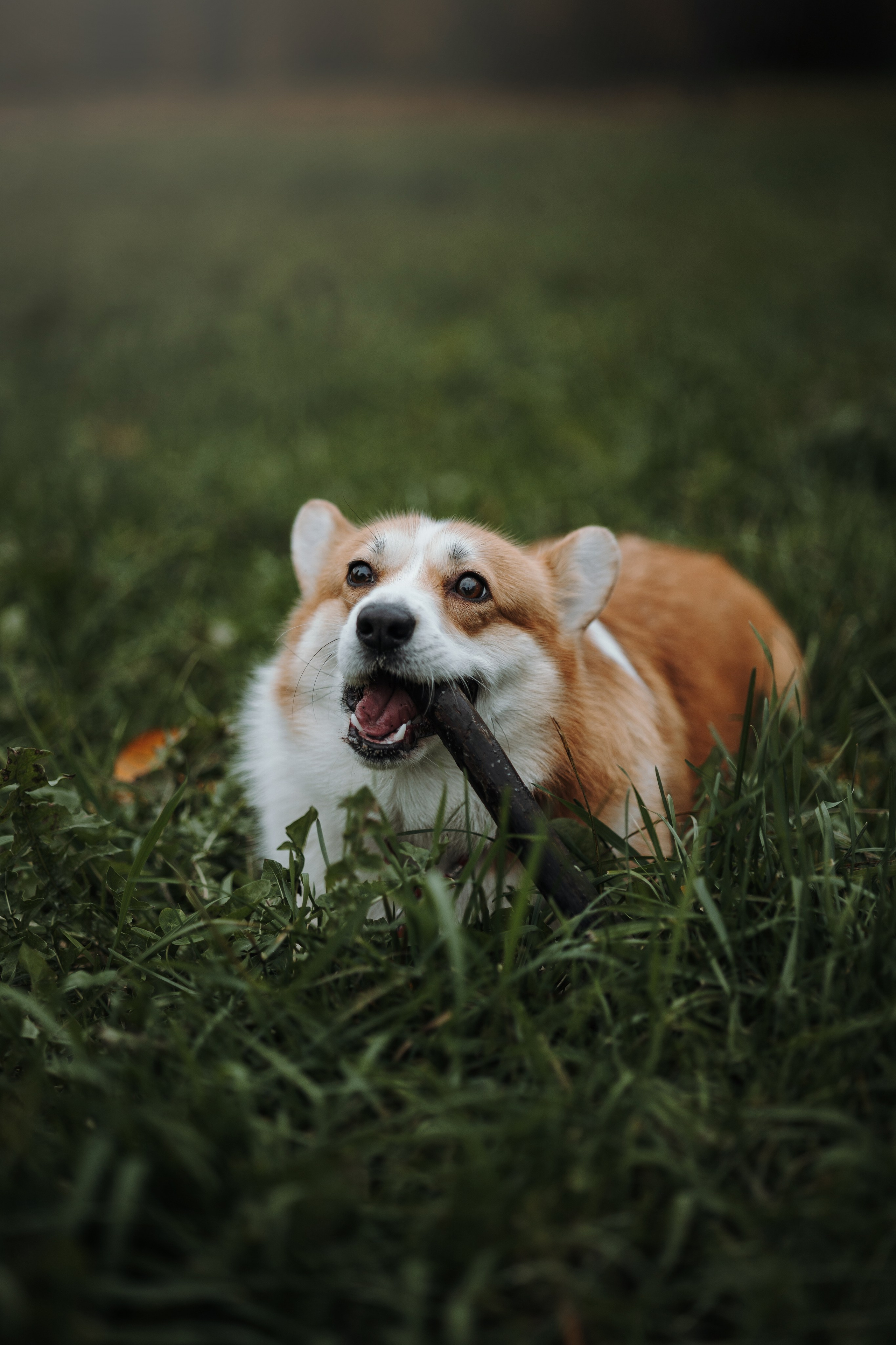 Юля и Терри. Фотограф — Анималист | Санкт-Петербург