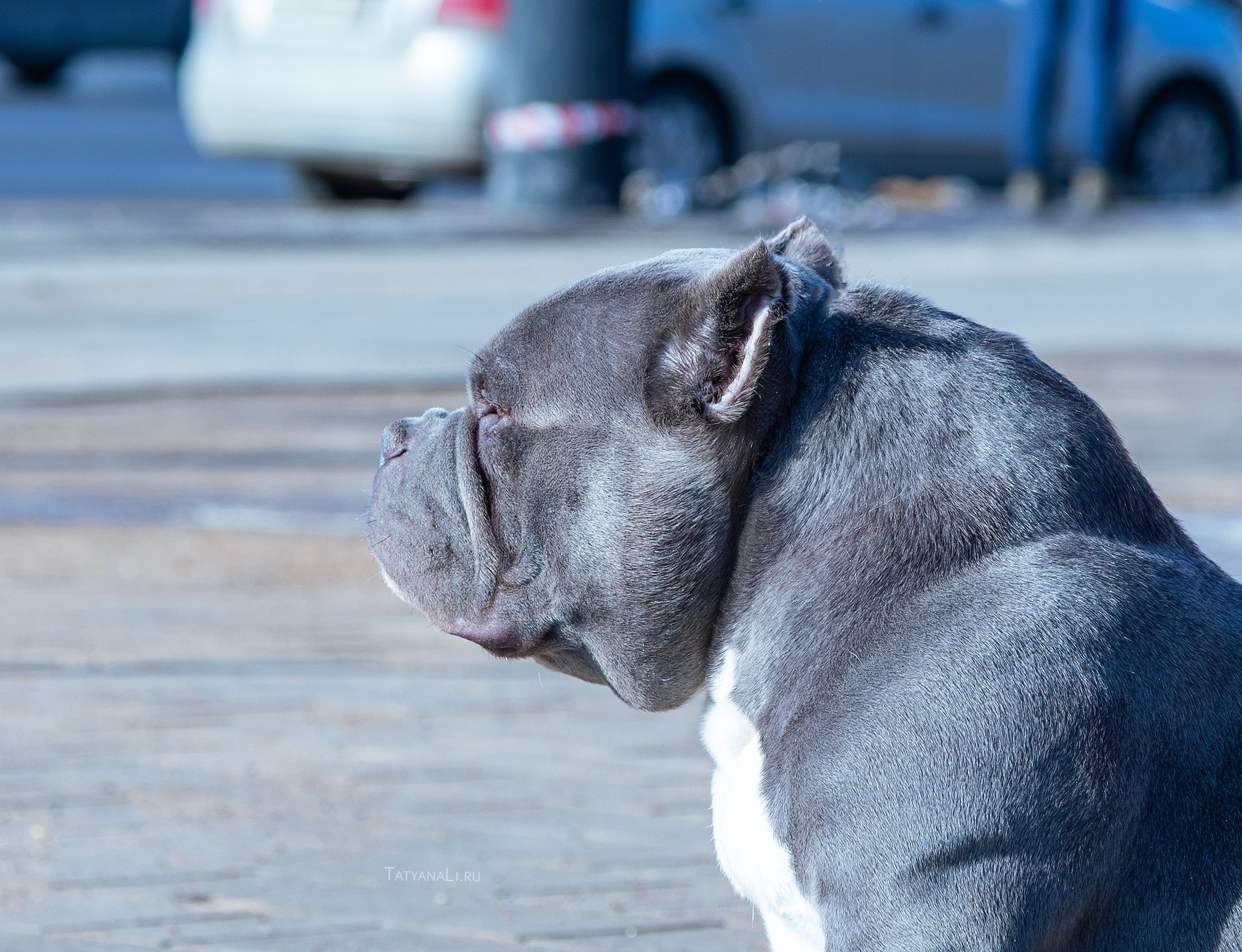 Американский булли. Фотограф — анималист Татьяна Ли