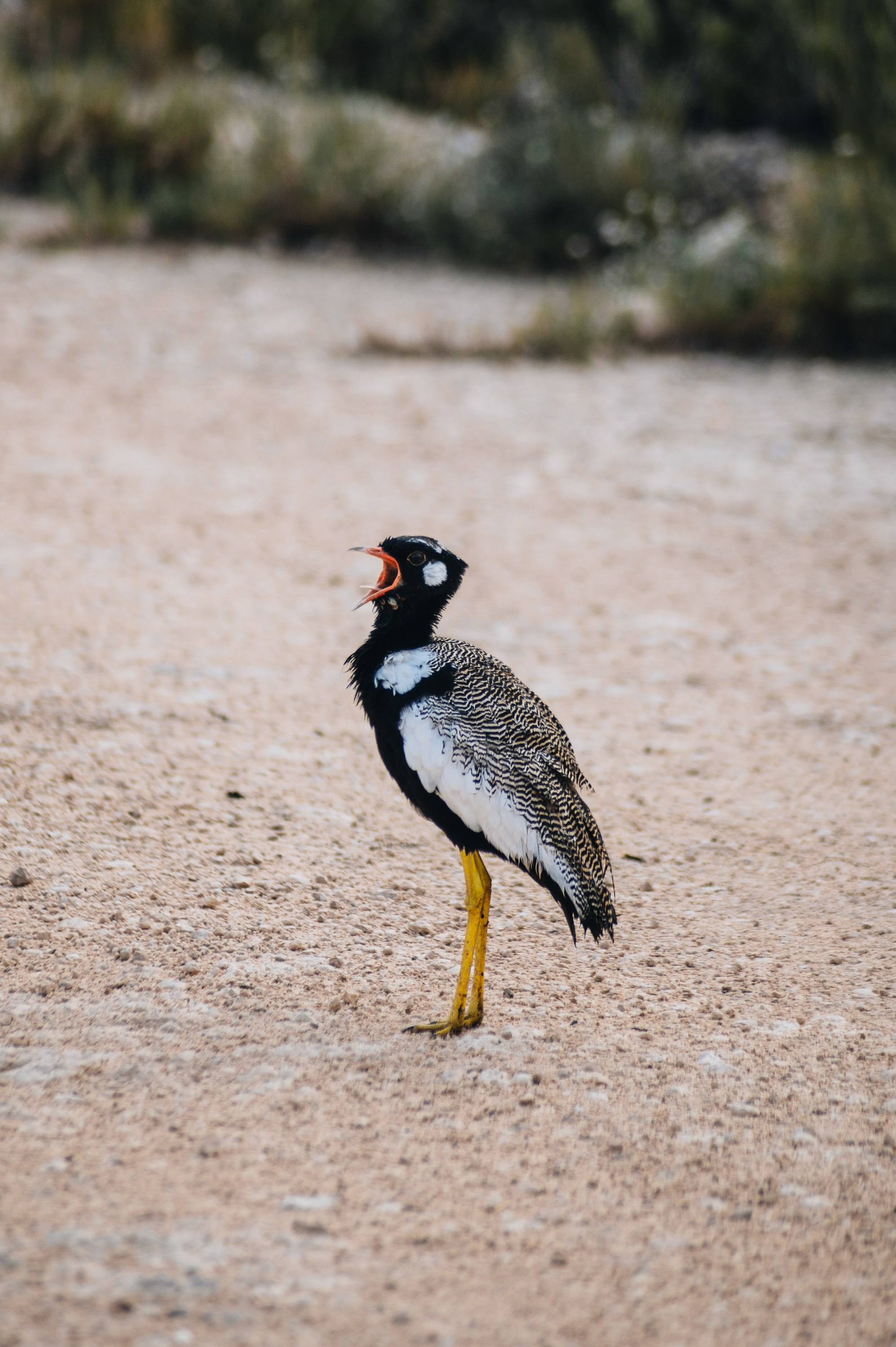 НАМИБИЯ. Роадтрип