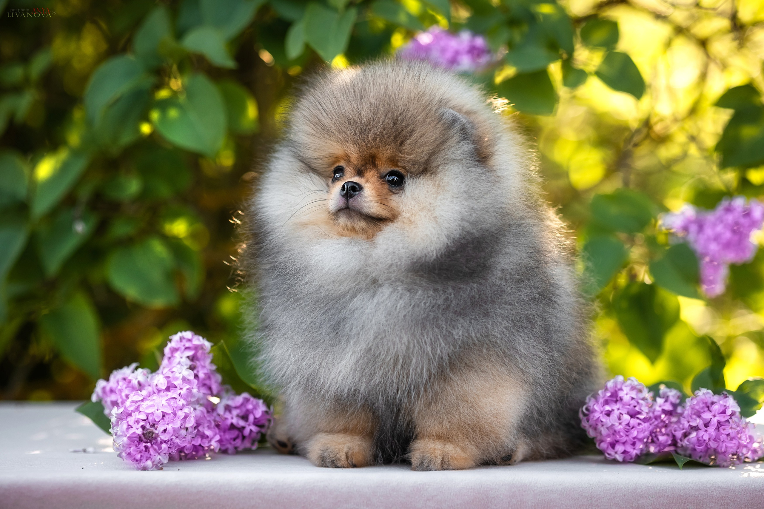 Шпичики. Фотограф анималист Аня Ливанова | Рыбинск