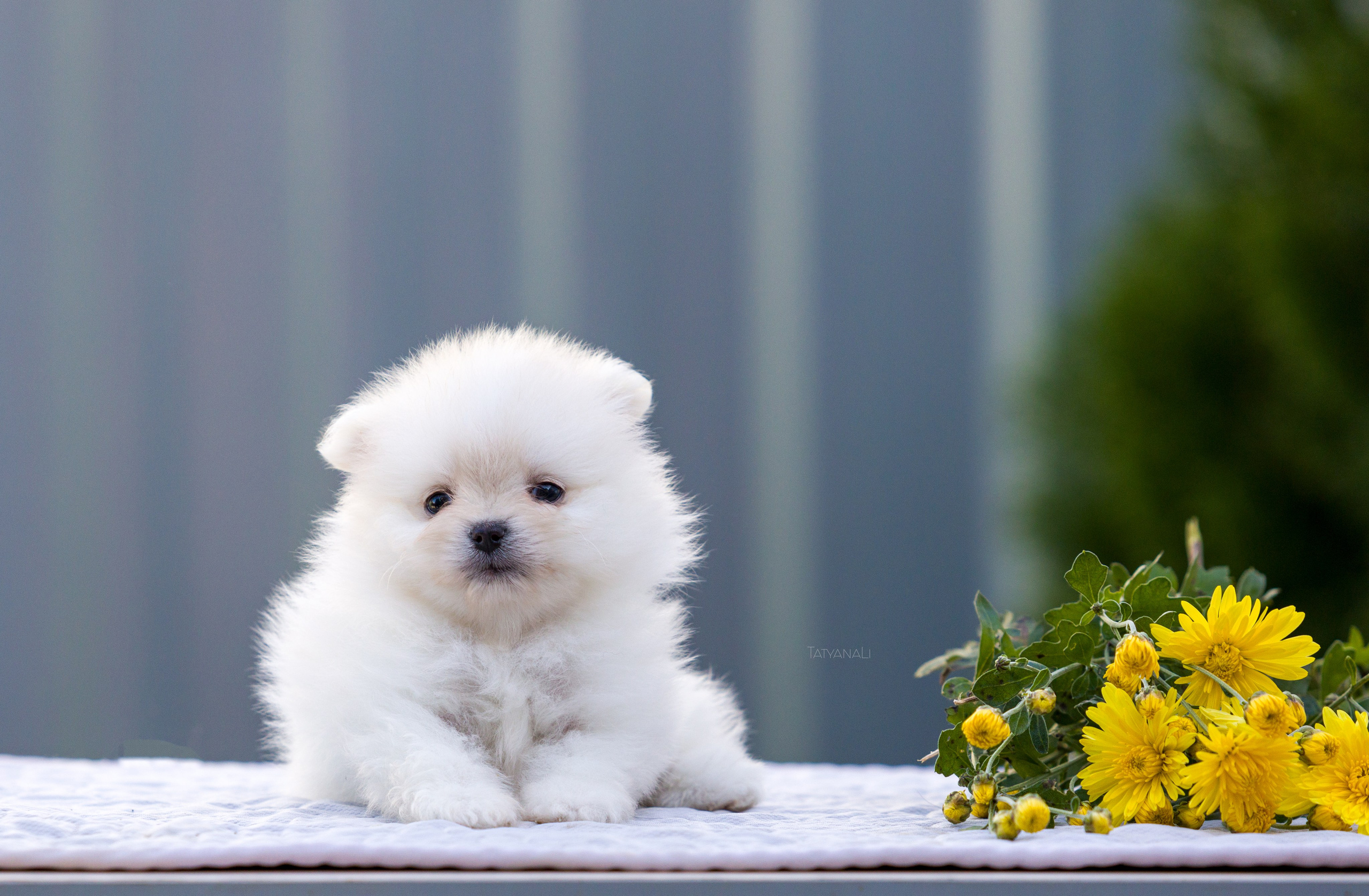 Немецкий шпиц миниатюрный. Фотограф — анималист Татьяна Ли