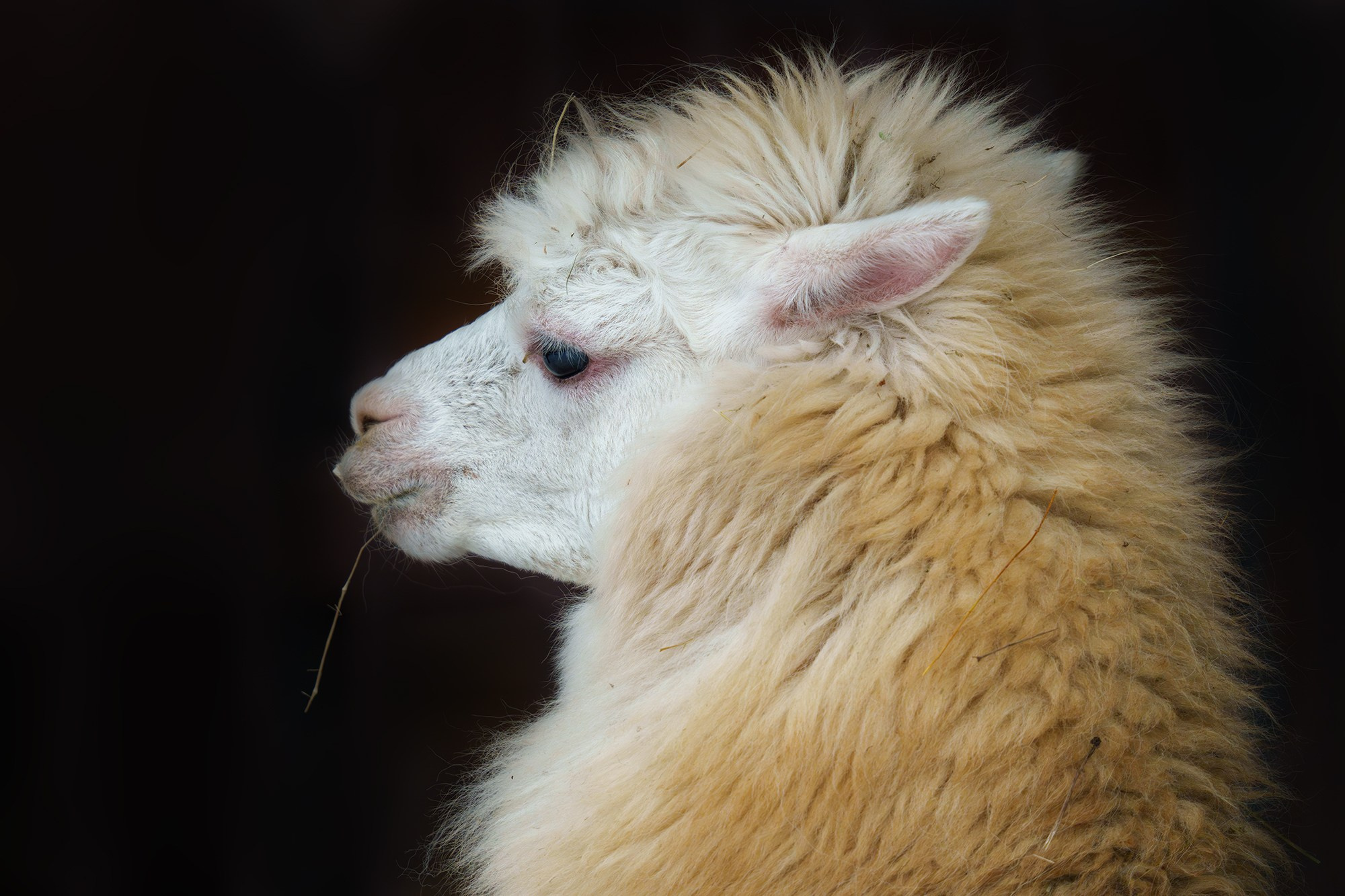 Животные. Ваш личный фотограф Марина Волкова