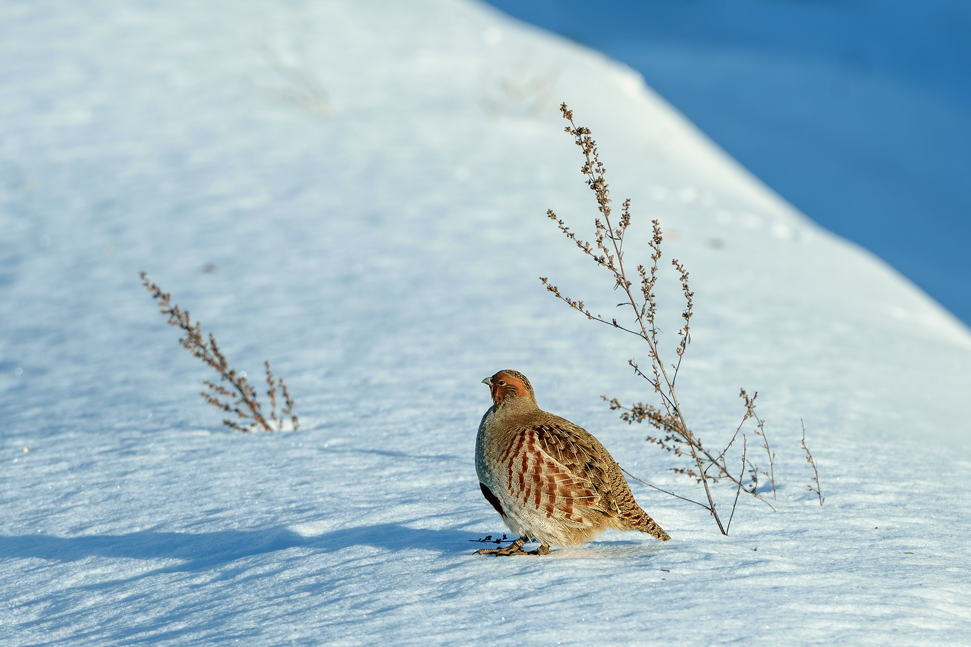 Удивительные мир птиц. Вокруг нас столько прекрасного — присмотритесь!. Ваш личный фотограф Марина Волкова