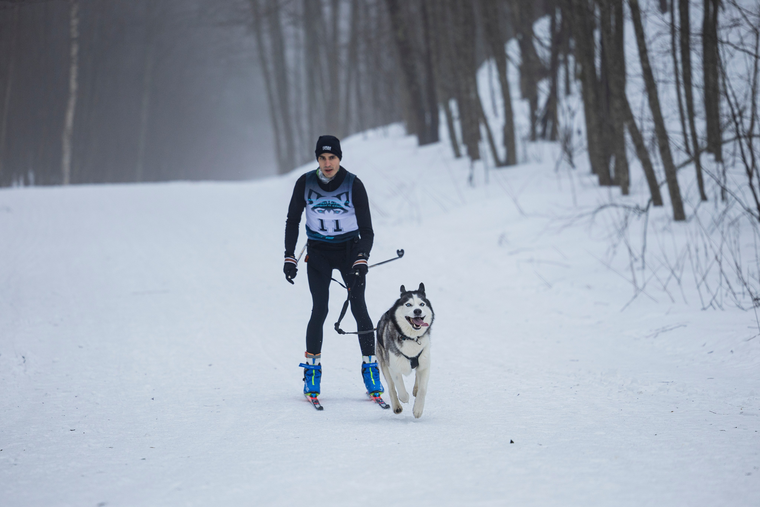 Зимний Чемпионат Санкт-Петербурга по ездовому спорту. Фотограф-анималист Анна Маринич