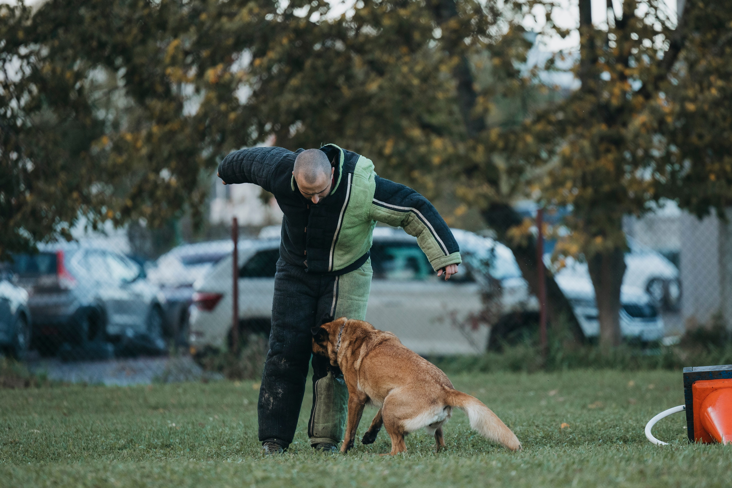 Испытания по мондьорингу г. Пушкин 29.09.2024. Фотограф-анималист Анна Маринич