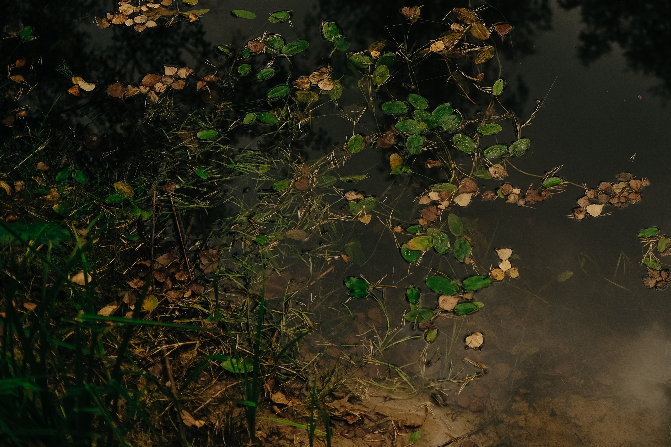 Поход по лесу в Марий-Эл. Обо мне