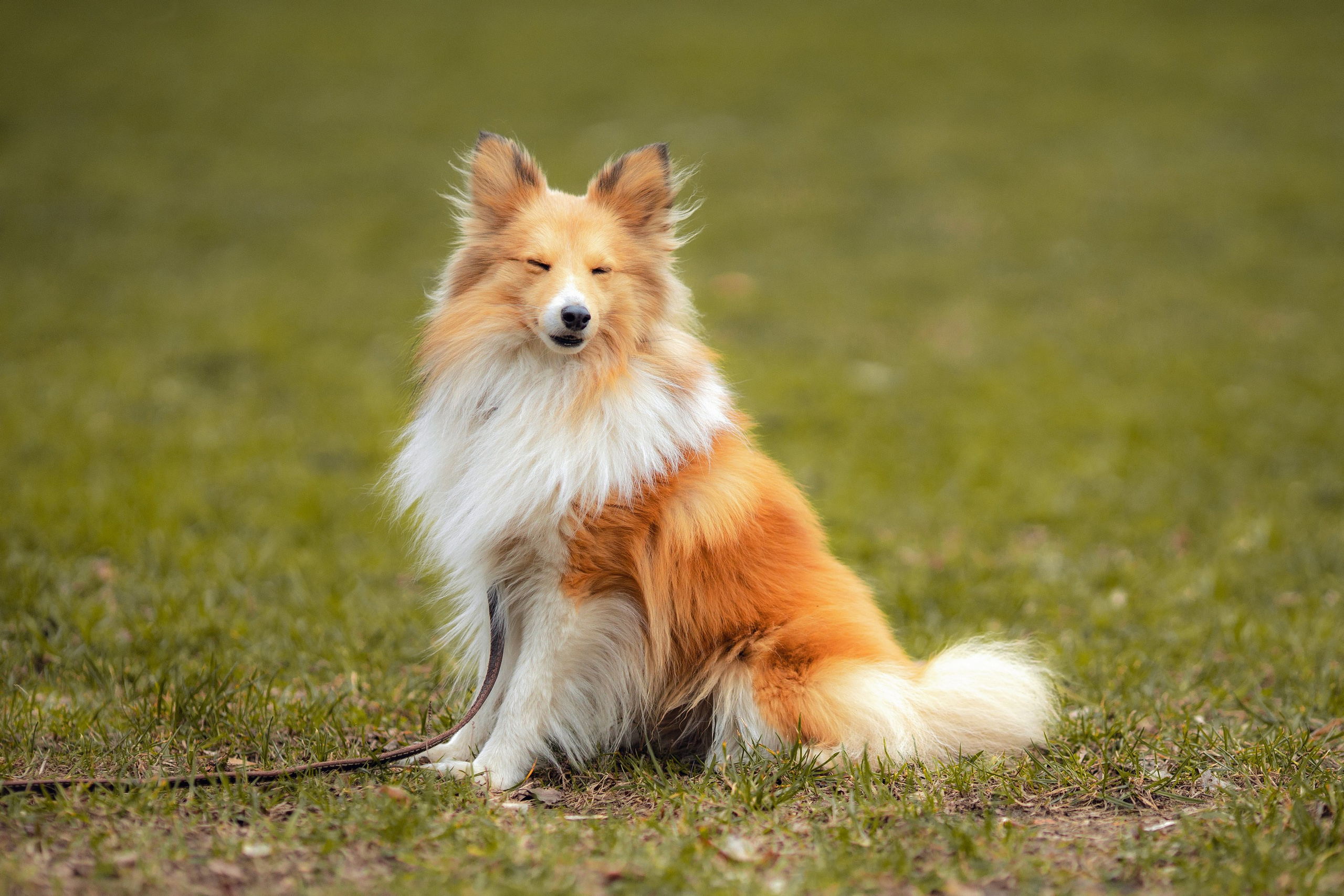 Шелти Встреча. Художник и Фотограф Тимохина Юлия
