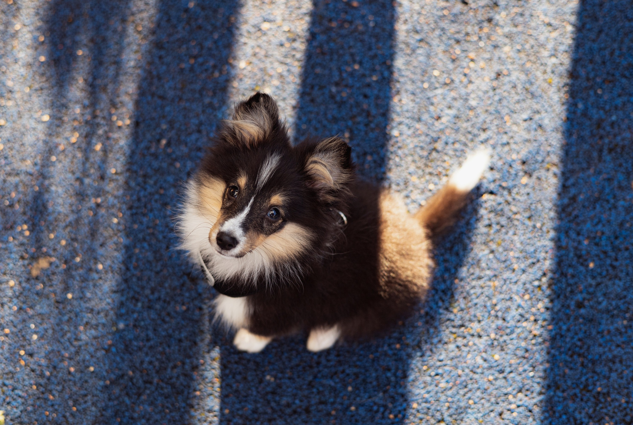 Аксель. Художник и Фотограф Тимохина Юлия