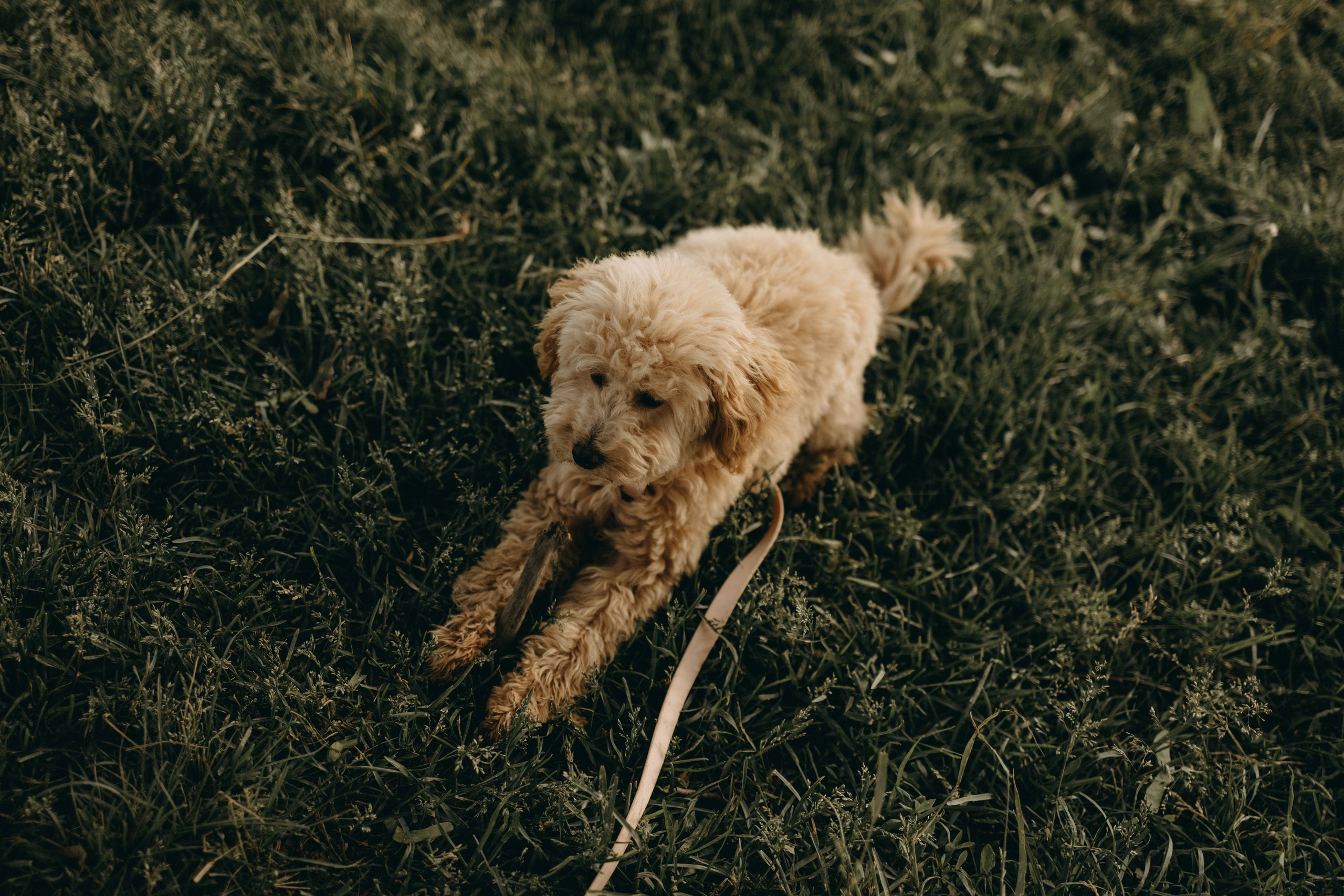 Мия и ее семья. Фотограф — Анималист | Санкт-Петербург