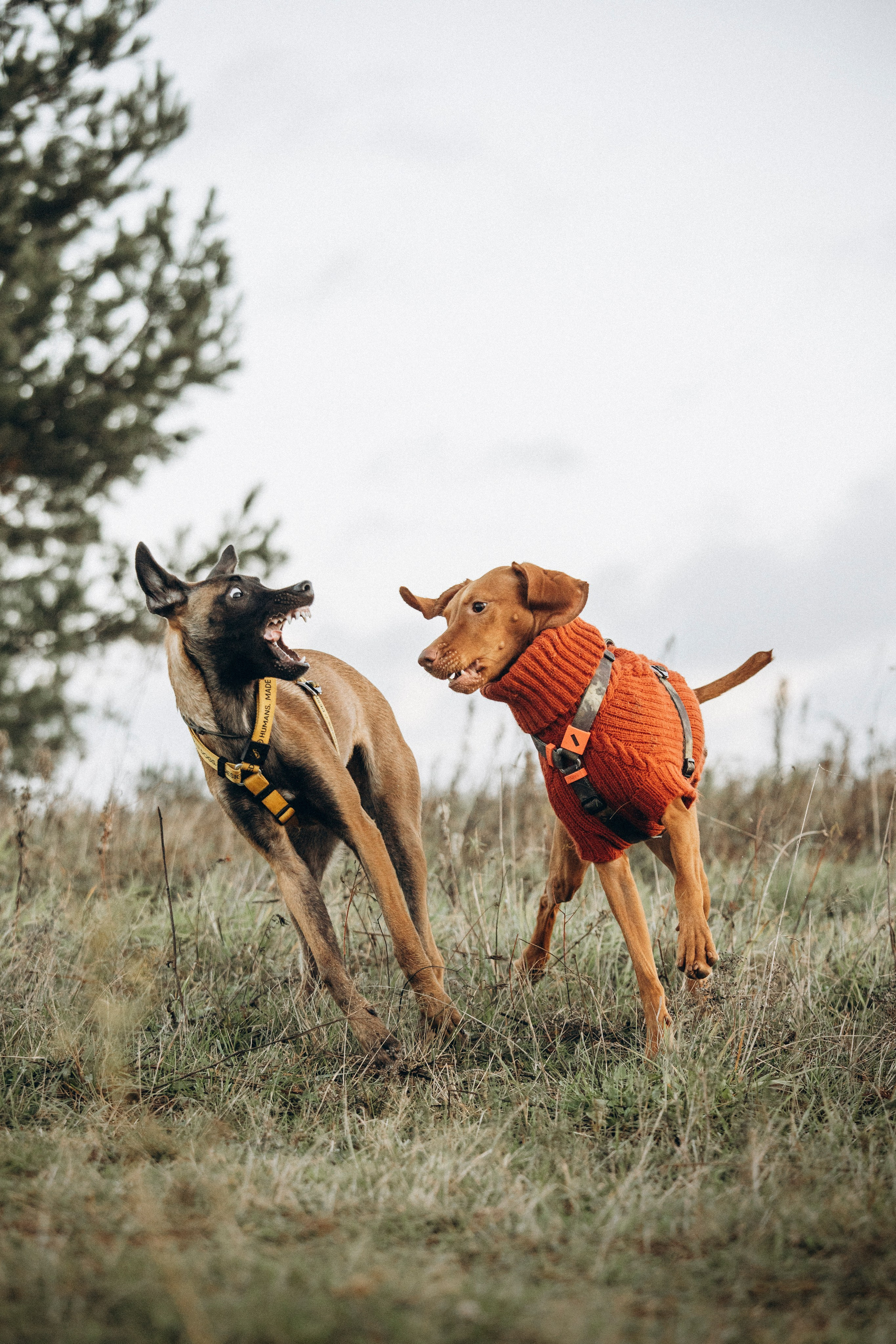 Трисс, Эста, Яся и их семья. Фотограф — Анималист | Санкт-Петербург