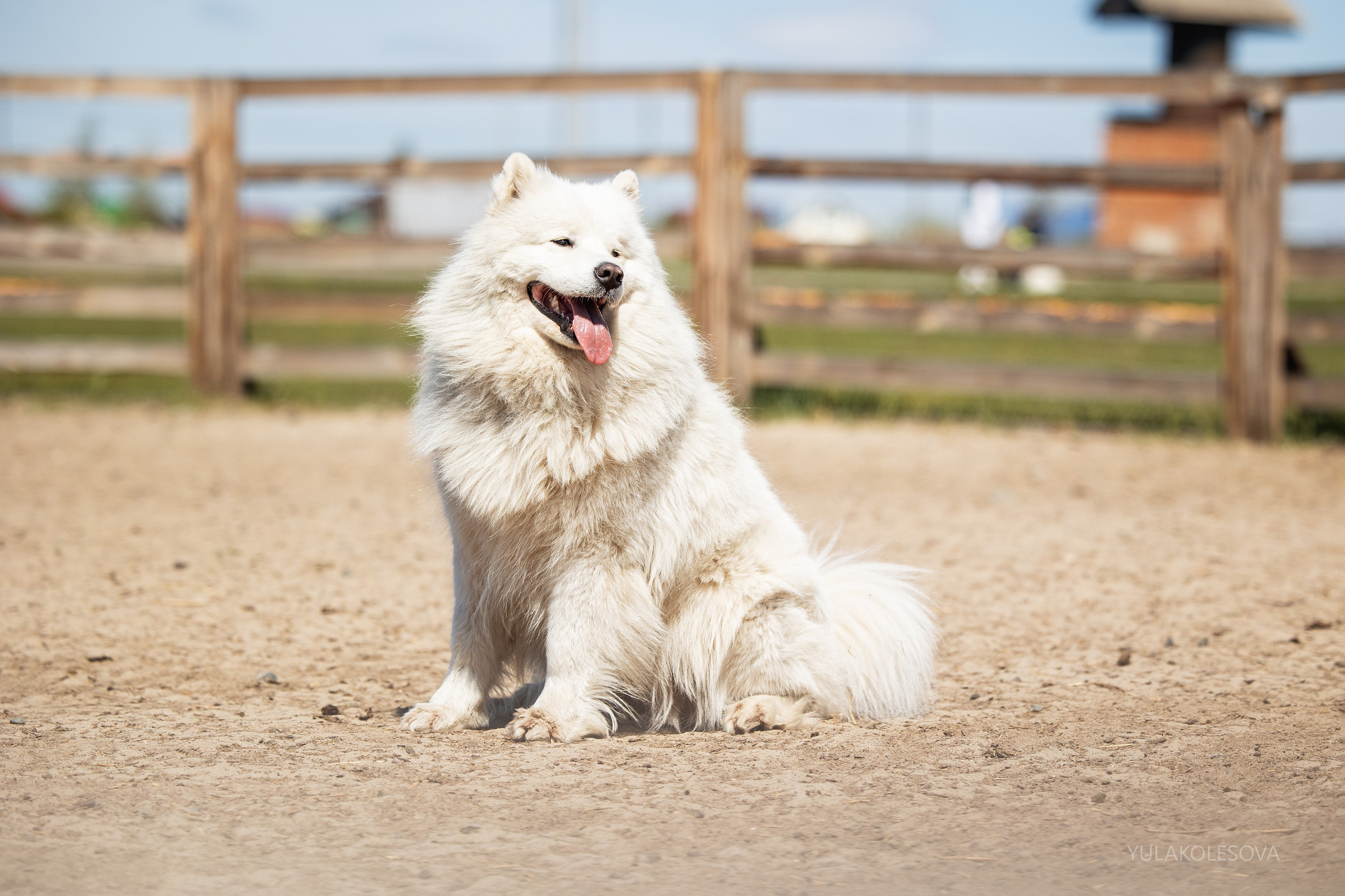 День самоедов 25.05.2024. YULA KOLESOVA | Фотограф — Анималист | Художник | Тюмень