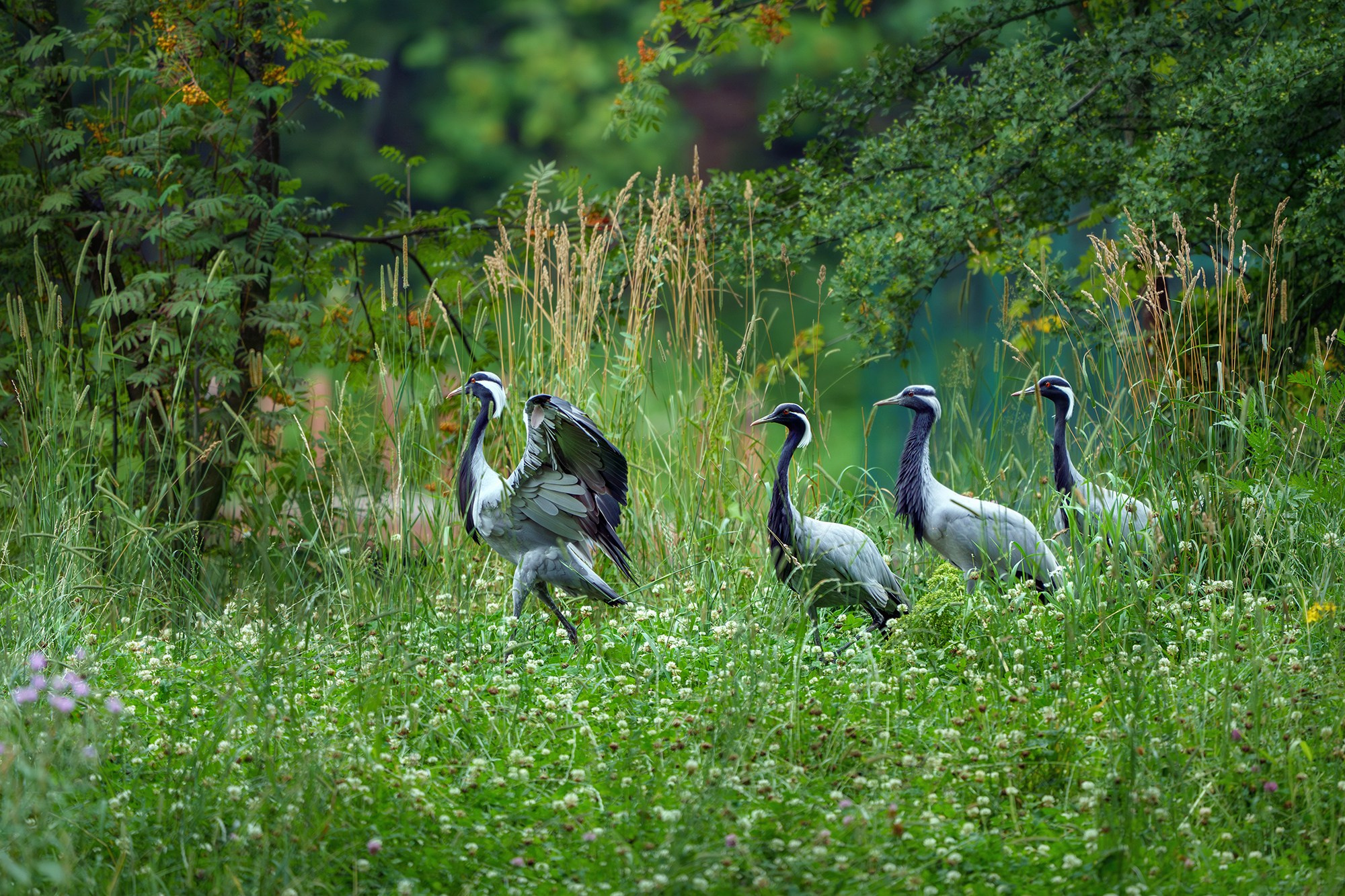 Удивительные мир птиц. Вокруг нас столько прекрасного — присмотритесь!. Ваш личный фотограф Марина Волкова