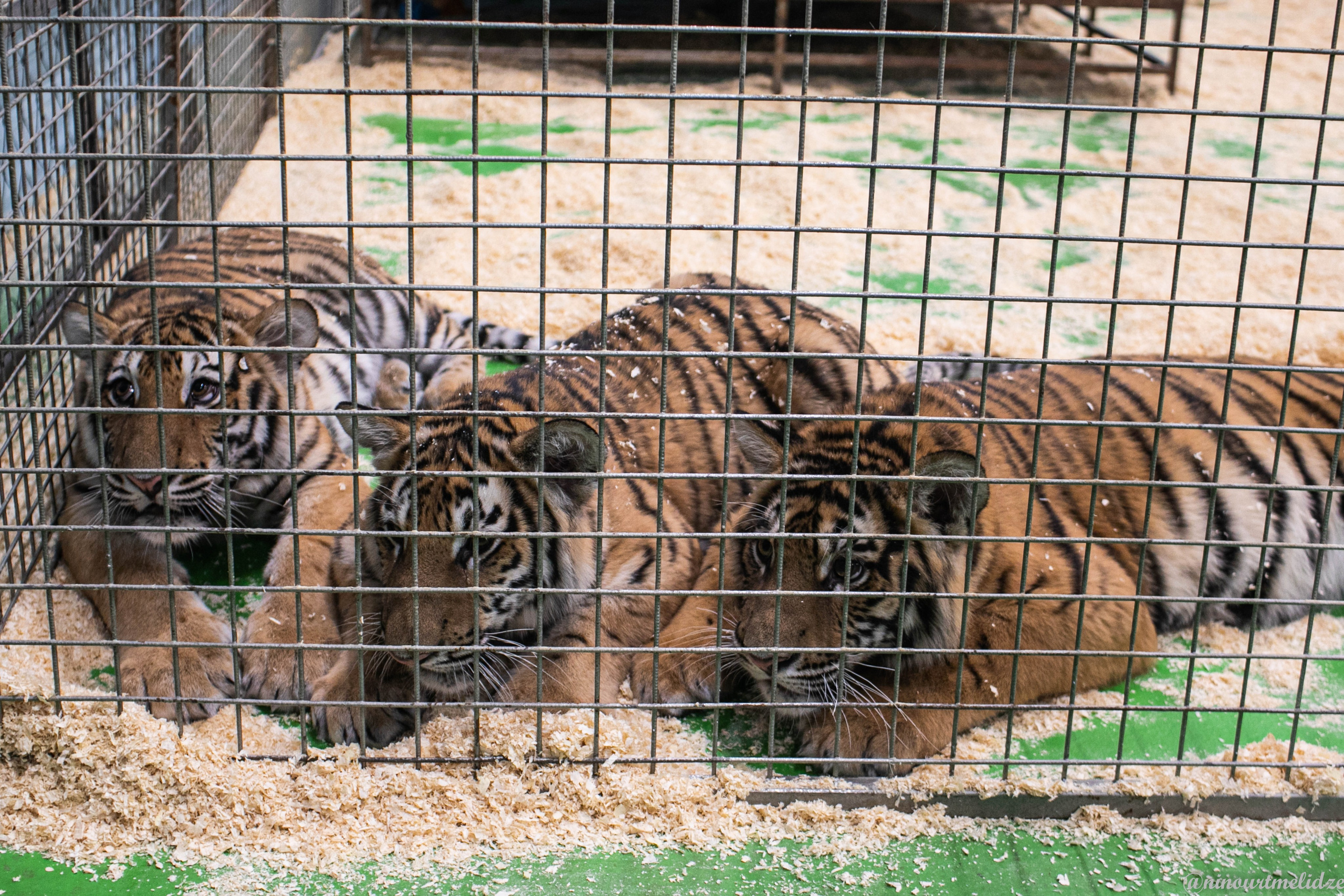 В закулисье у братьев Запашных. Art photographer Nino