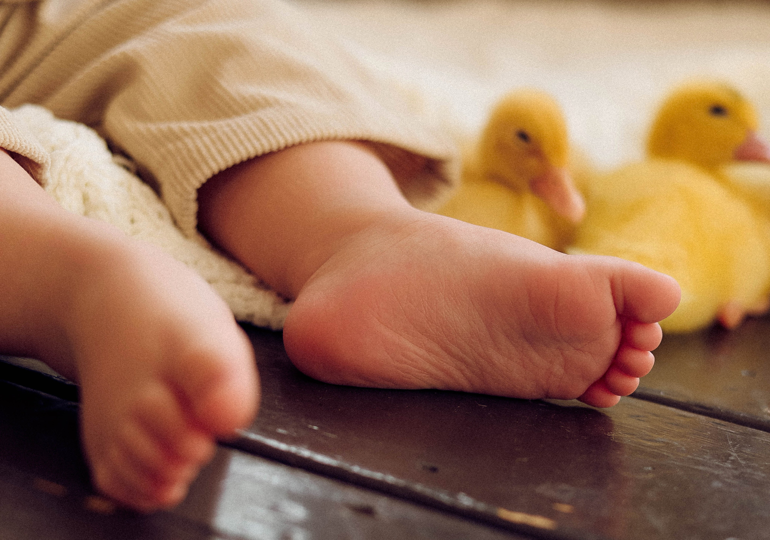 Миша и утята. Фотограф Анна Бурлакова