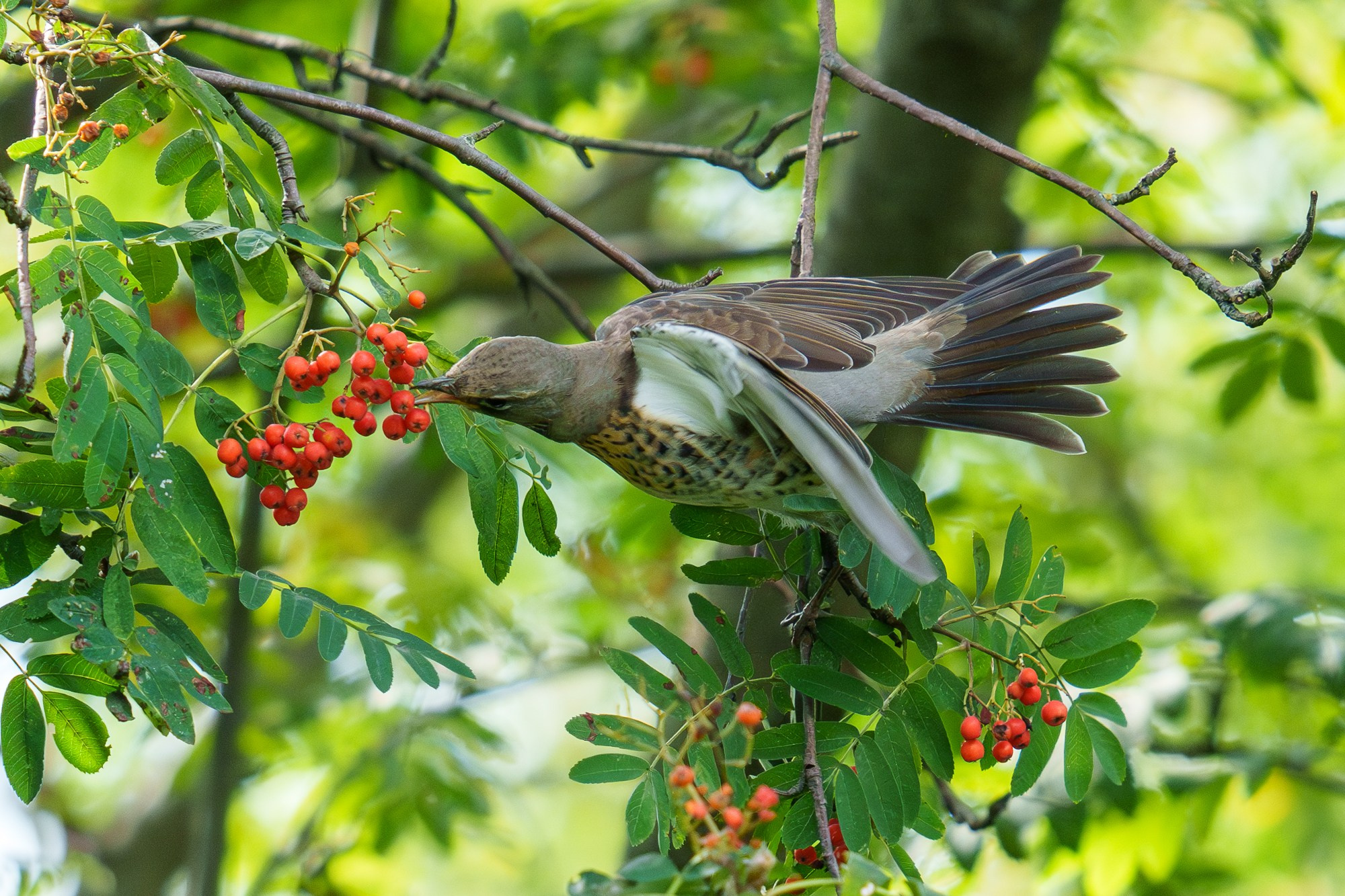 Удивительные мир птиц. Вокруг нас столько прекрасного — присмотритесь!. Ваш личный фотограф Марина Волкова