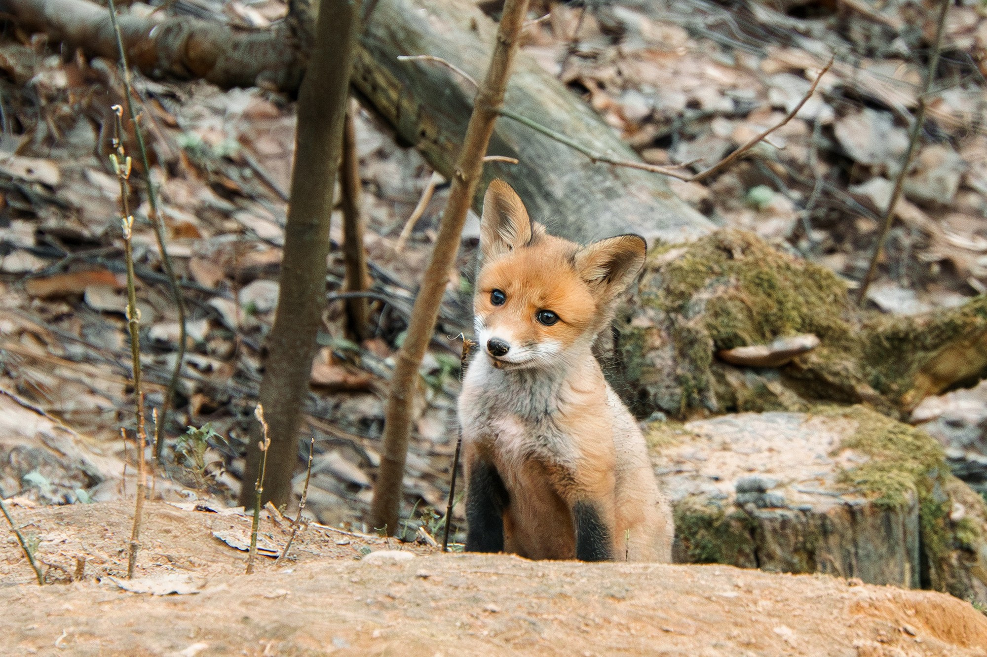 Животные. Ваш личный фотограф Марина Волкова