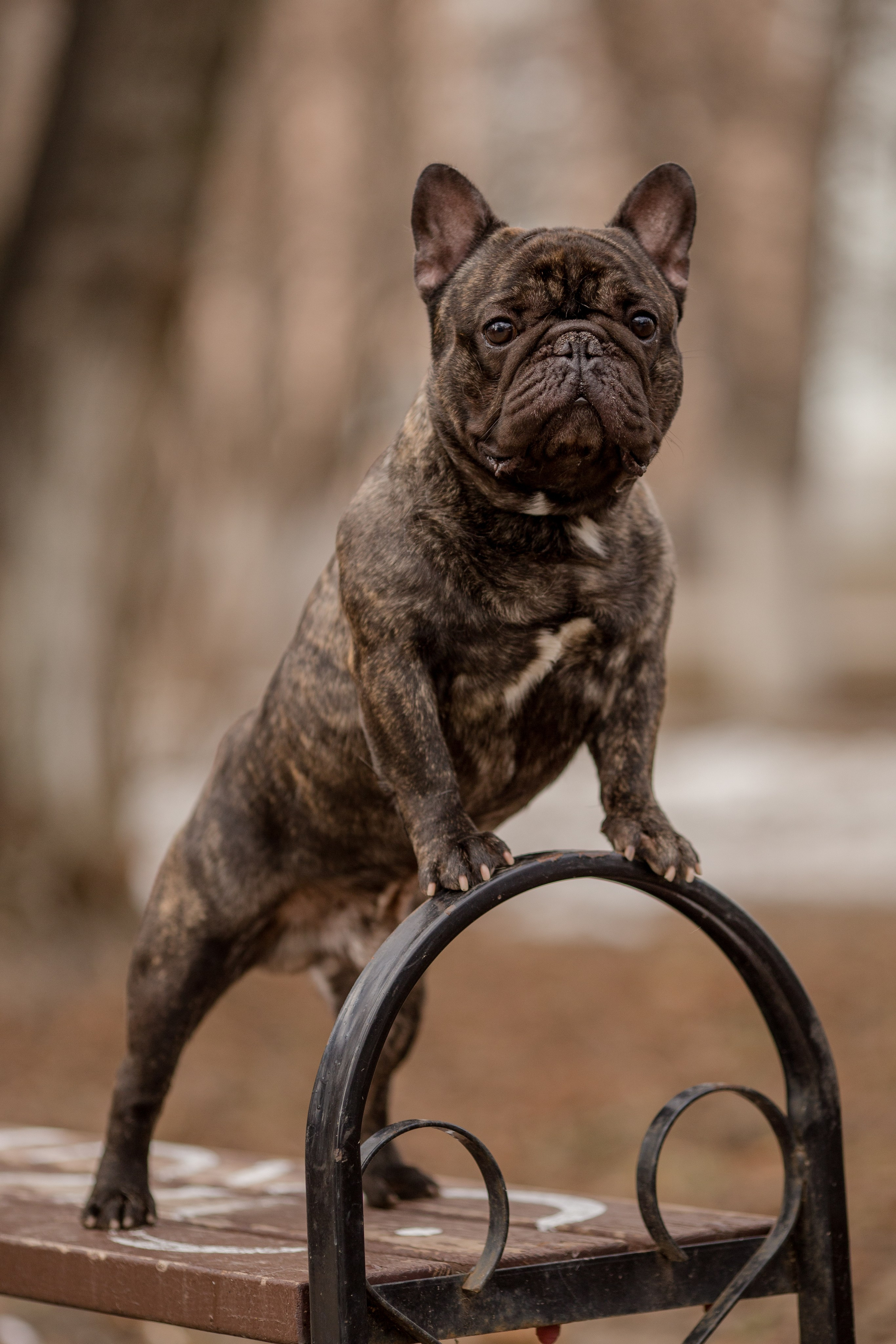 Фото французского бульдога