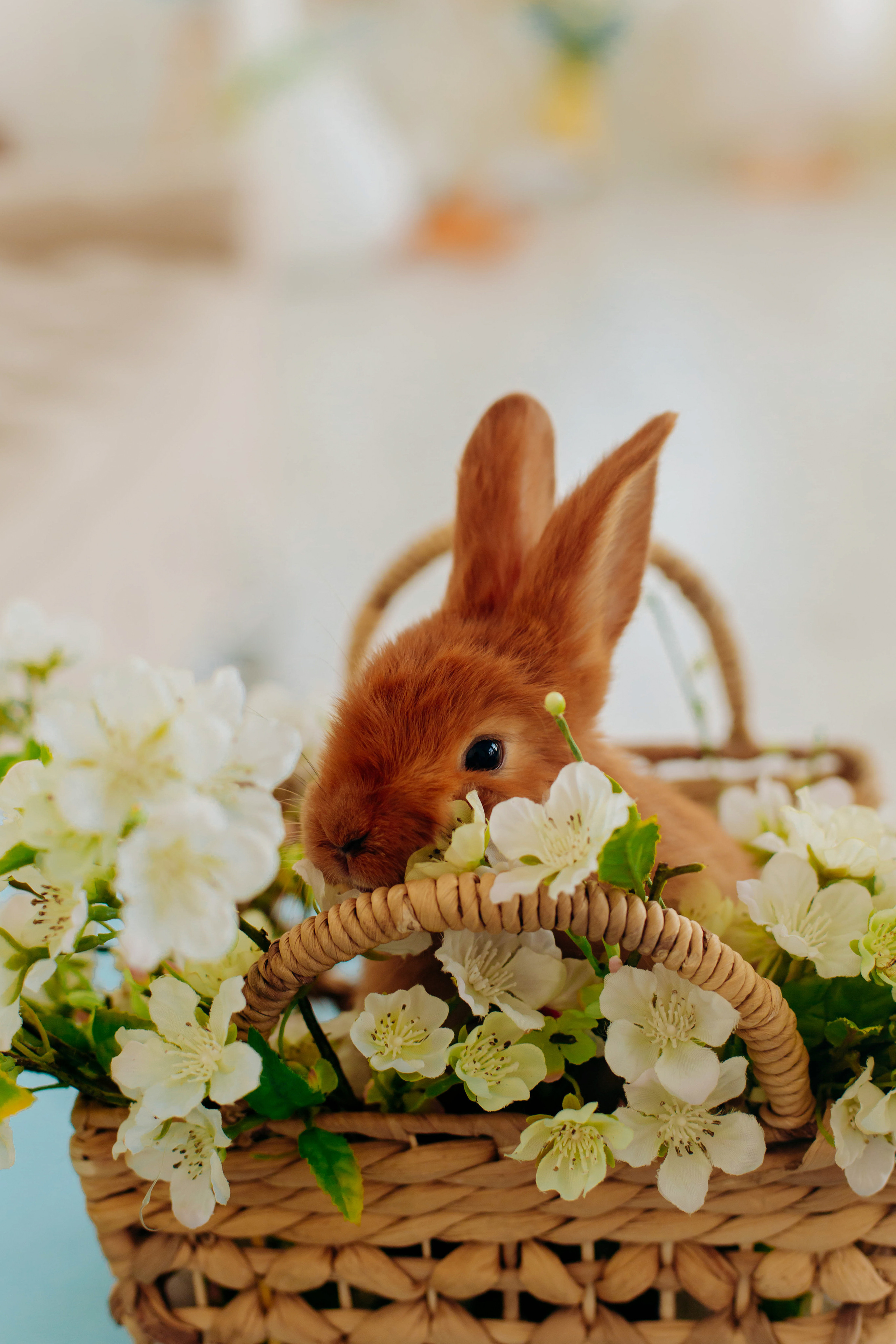 Лиза (Пасхальные истории). Семейный и свадебный фотограф в Воронеже Майя Добровольская