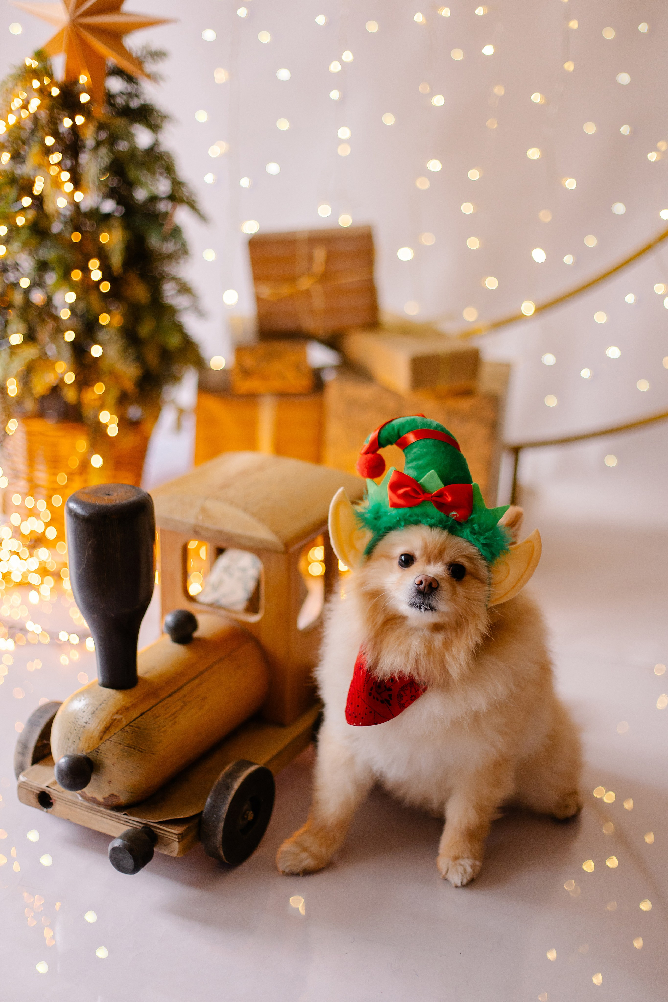Hundeshooting / Hundefotografie. Fotografin in München Dasha Antipina