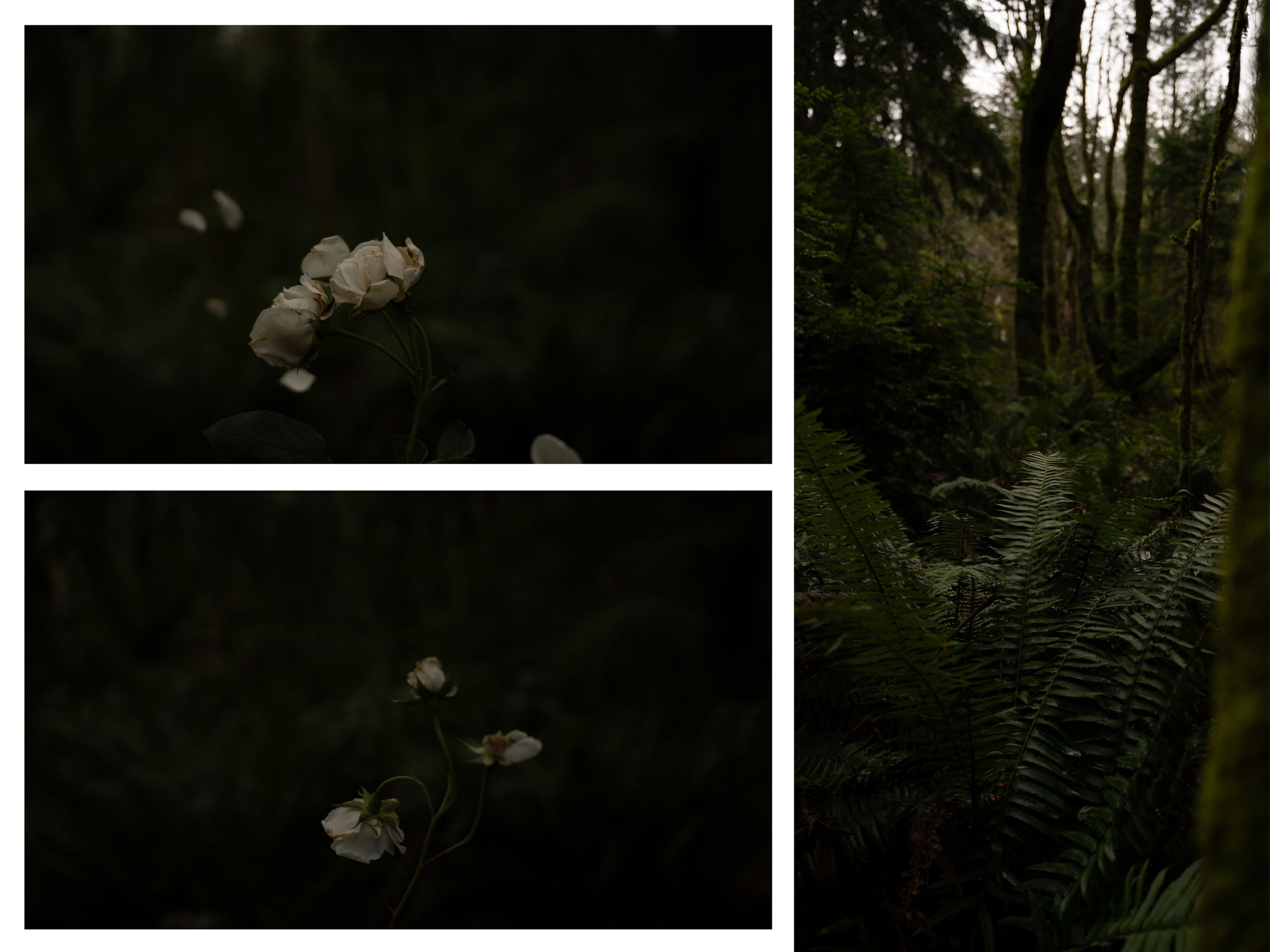 A midsummer night’s dream [magic flower]. Wedding & engagement photographer in Seattle, WA. Tania Maureira