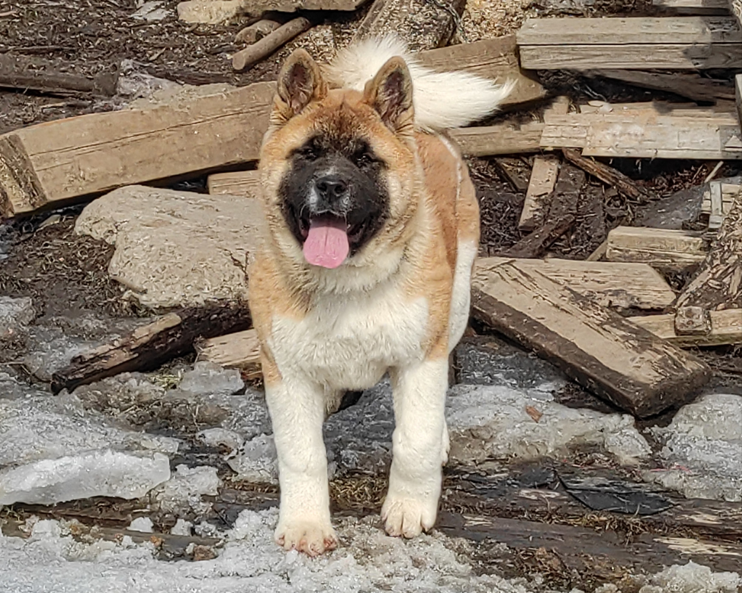 щенки Акита американская купить санкт-петербург питомник RUBYLIGHT BIYA & Dilinze's Hause Orion