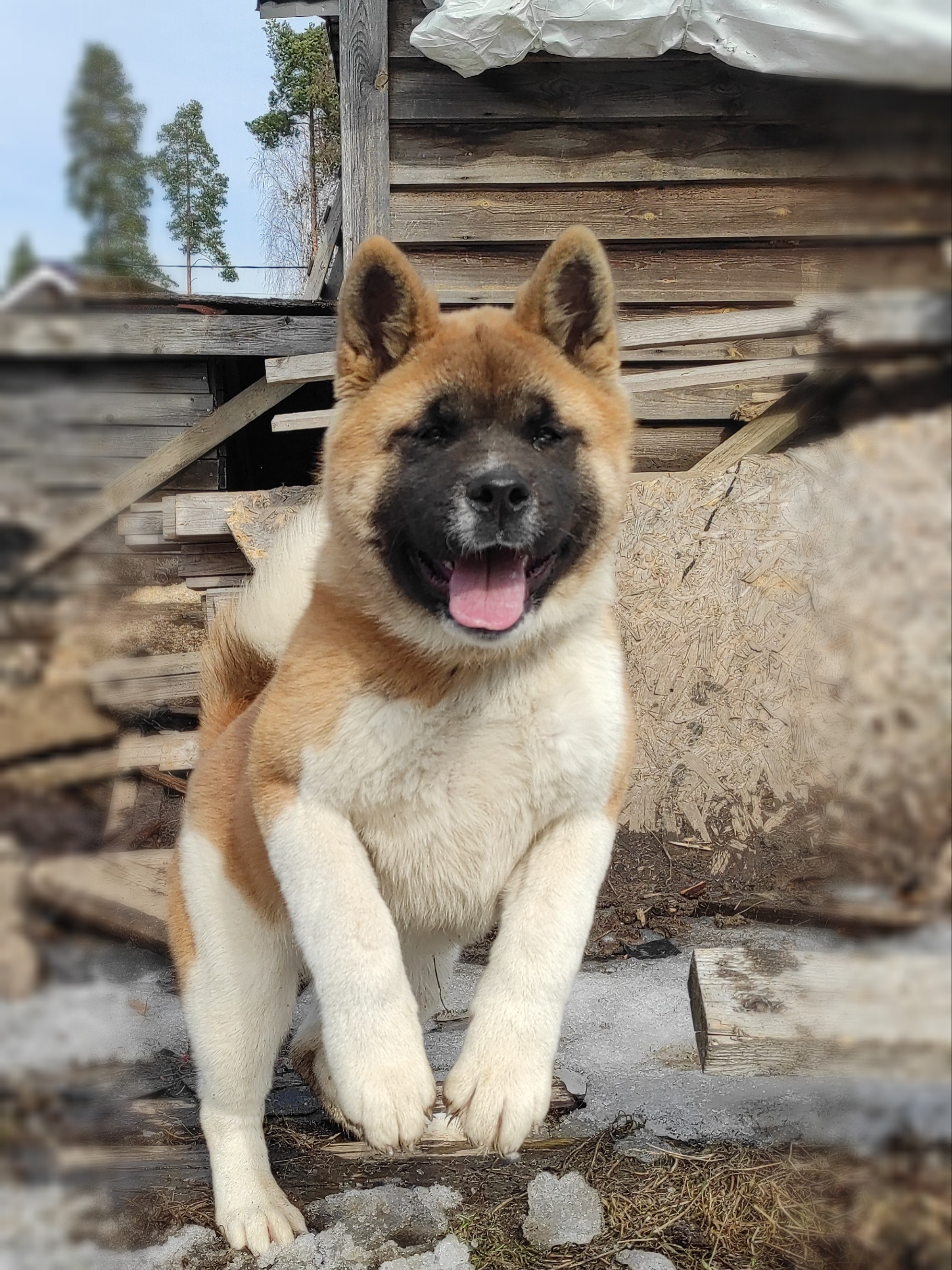 щенки Акита американская купить санкт-петербург питомник RUBYLIGHT BIYA & Dilinze's Hause Orion