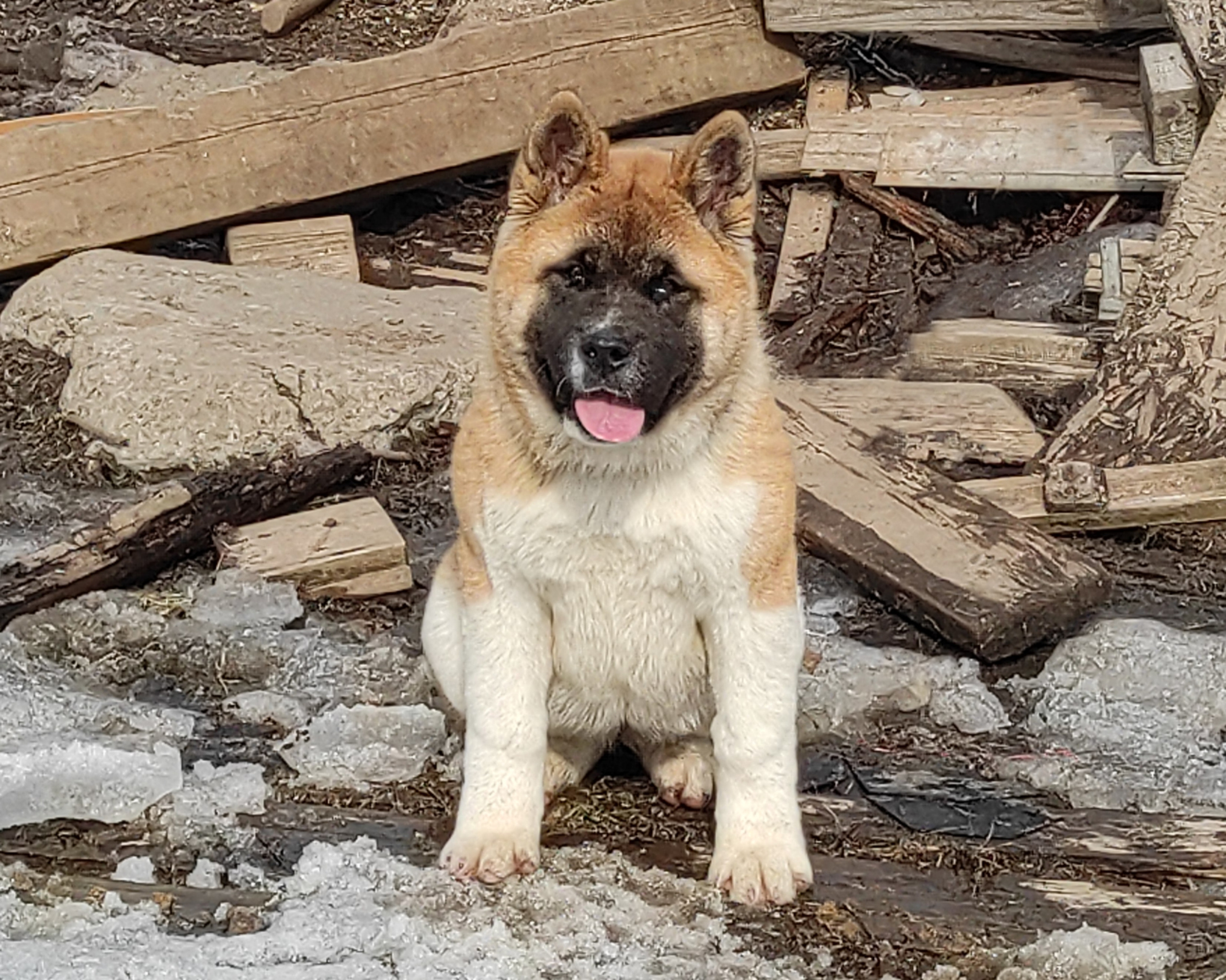 щенки Акита американская купить санкт-петербург питомник RUBYLIGHT BIYA & Dilinze's Hause Orion