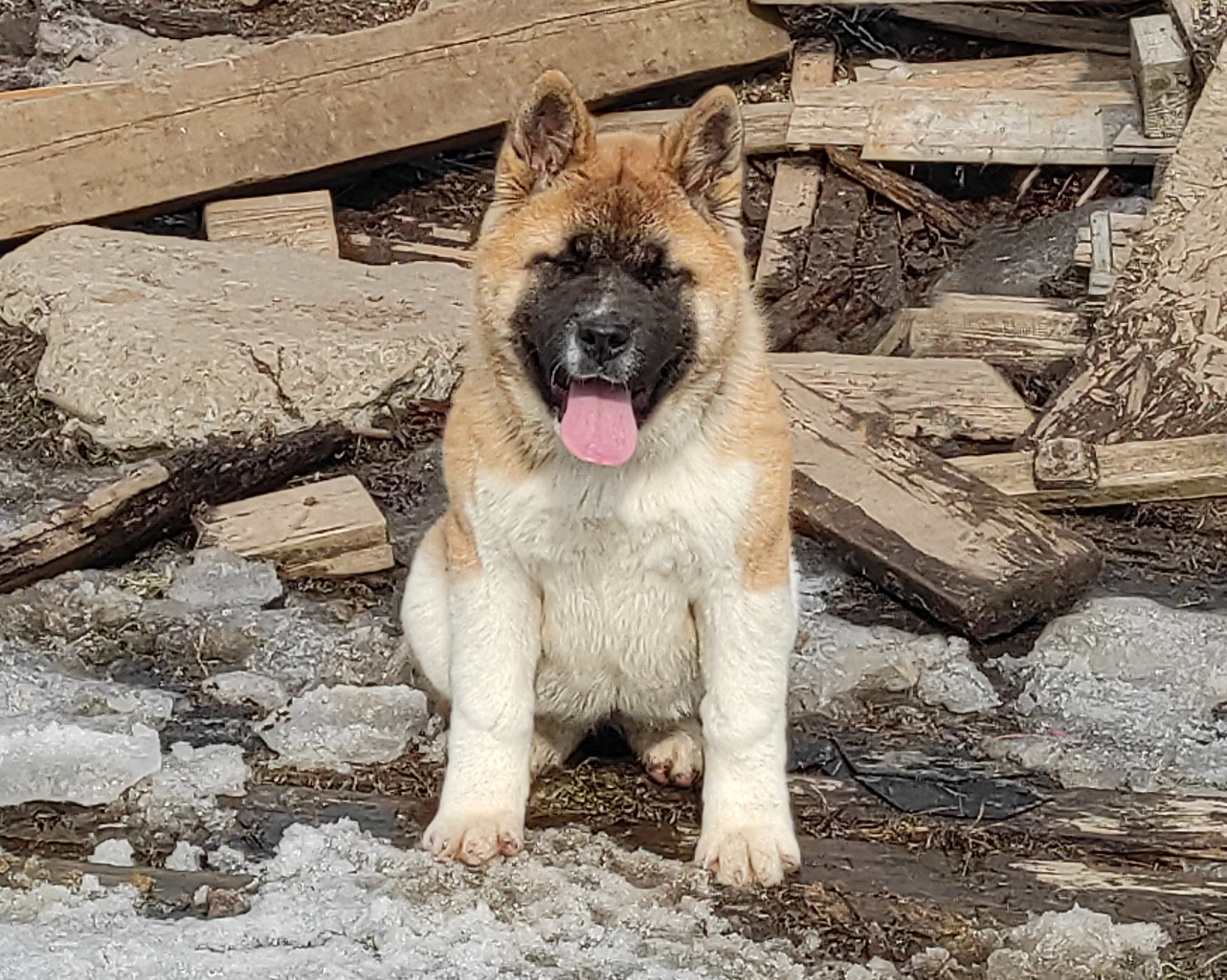 щенки Акита американская купить санкт-петербург питомник RUBYLIGHT BIYA & Dilinze's Hause Orion