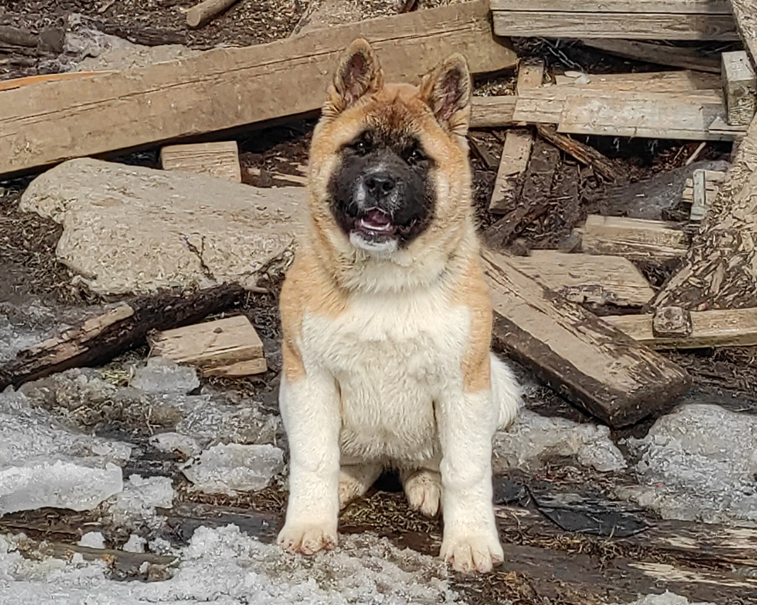 щенки Акита американская купить санкт-петербург питомник RUBYLIGHT BIYA & Dilinze's Hause Orion