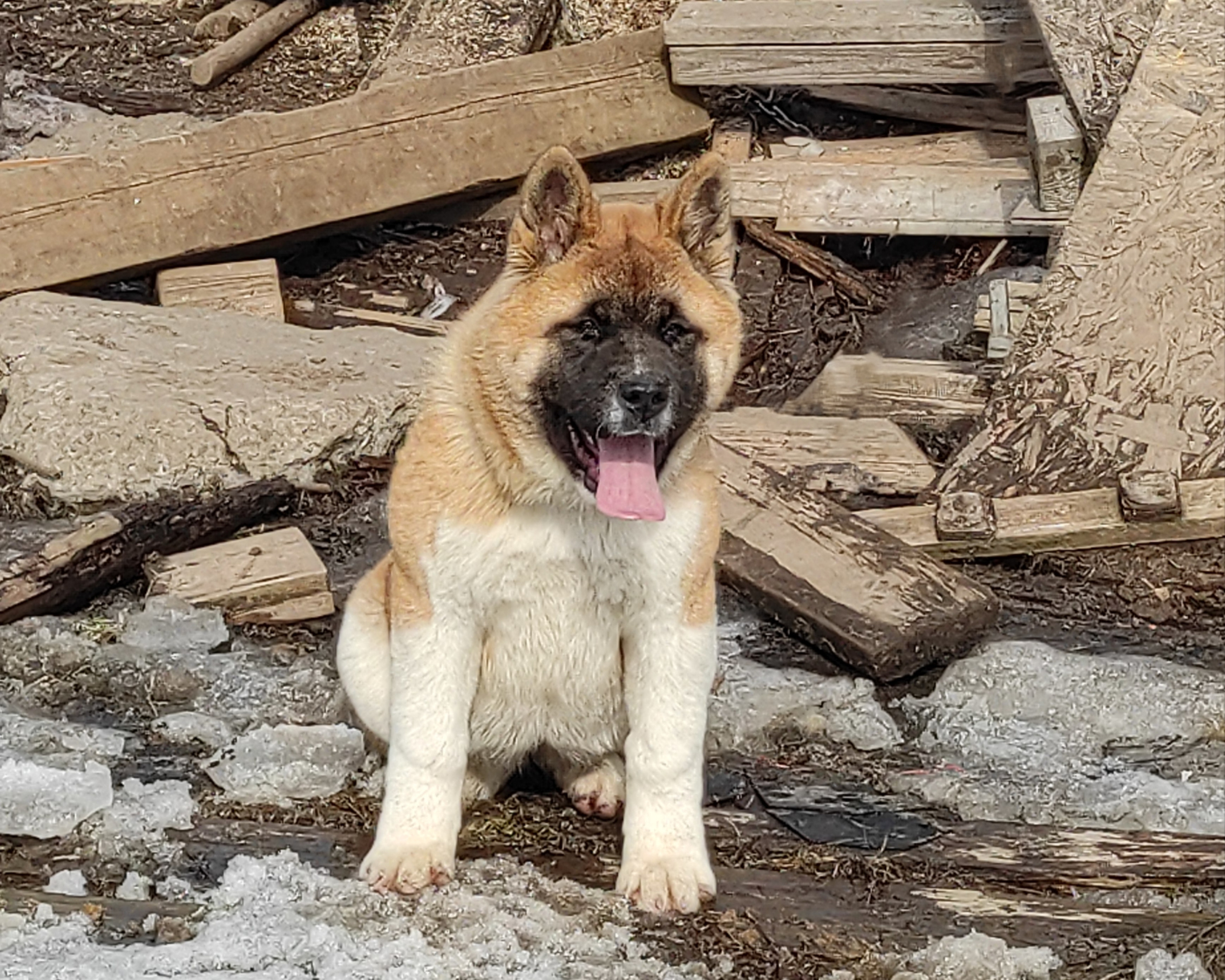 щенки Акита американская купить санкт-петербург питомник RUBYLIGHT BIYA & Dilinze's Hause Orion