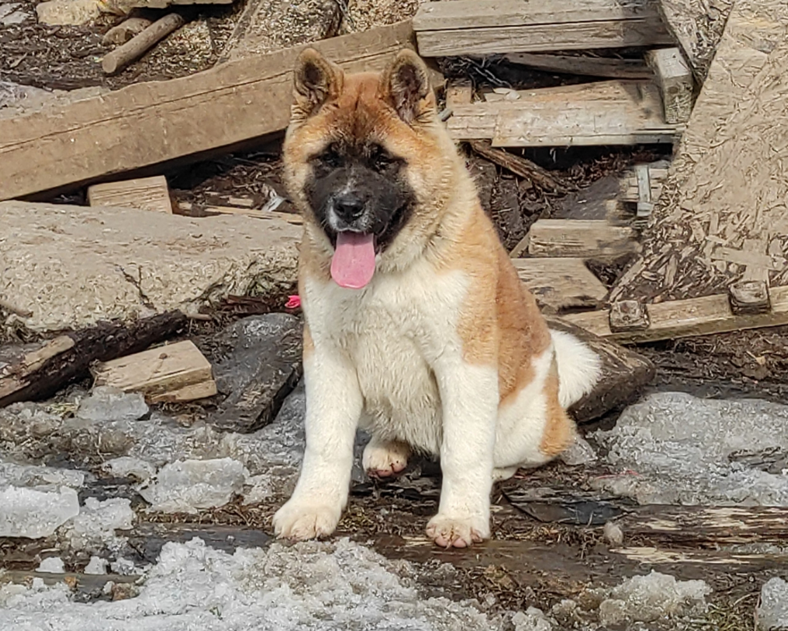 щенки Акита американская купить санкт-петербург питомник RUBYLIGHT BIYA & Dilinze's Hause Orion