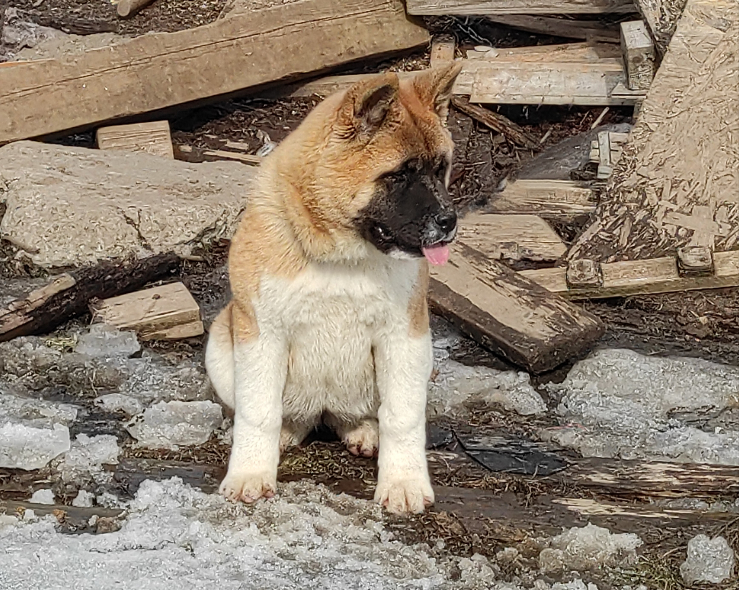 щенки Акита американская купить санкт-петербург питомник RUBYLIGHT BIYA & Dilinze's Hause Orion