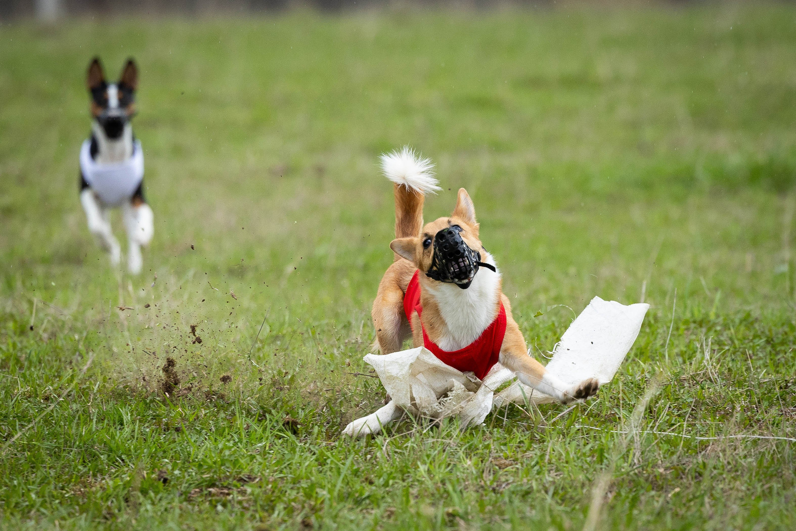 Курсинг. Фотограф Анималист в Перми Анастасия Остерман