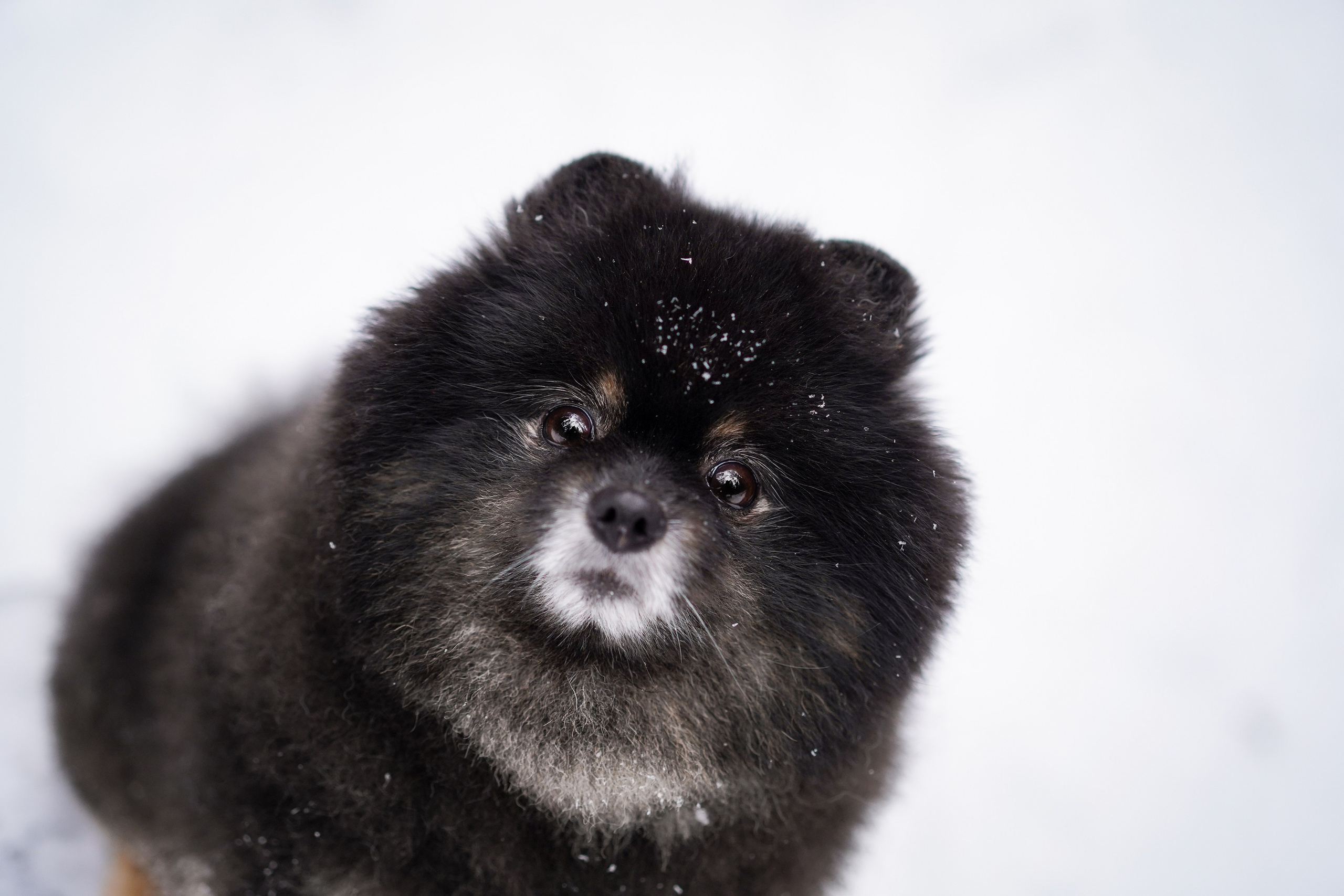 Бенчи и Арчи. Фотограф-анималист в Санкт-Петербурге Яна Мартынова