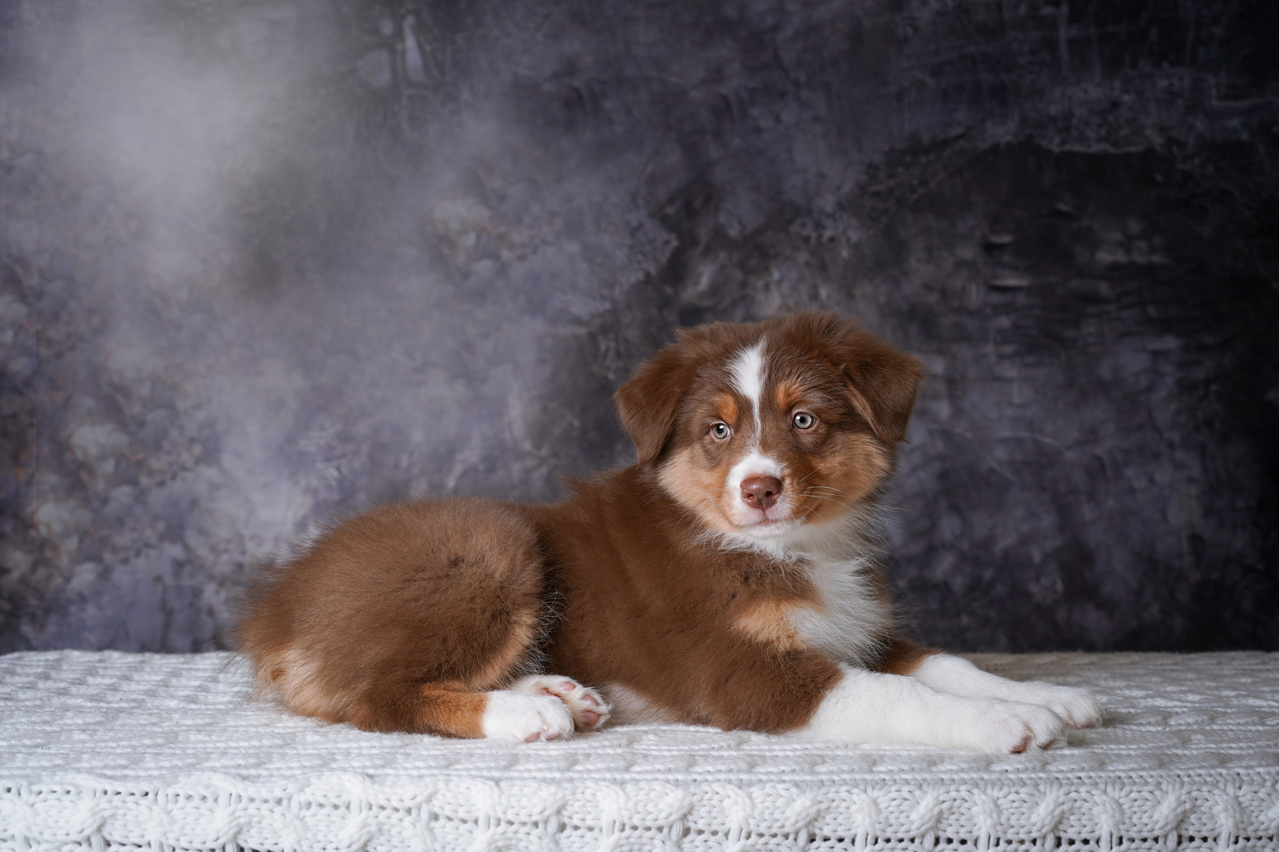 Щенки аусси. Фотограф-анималист в Санкт-Петербурге Яна Мартынова
