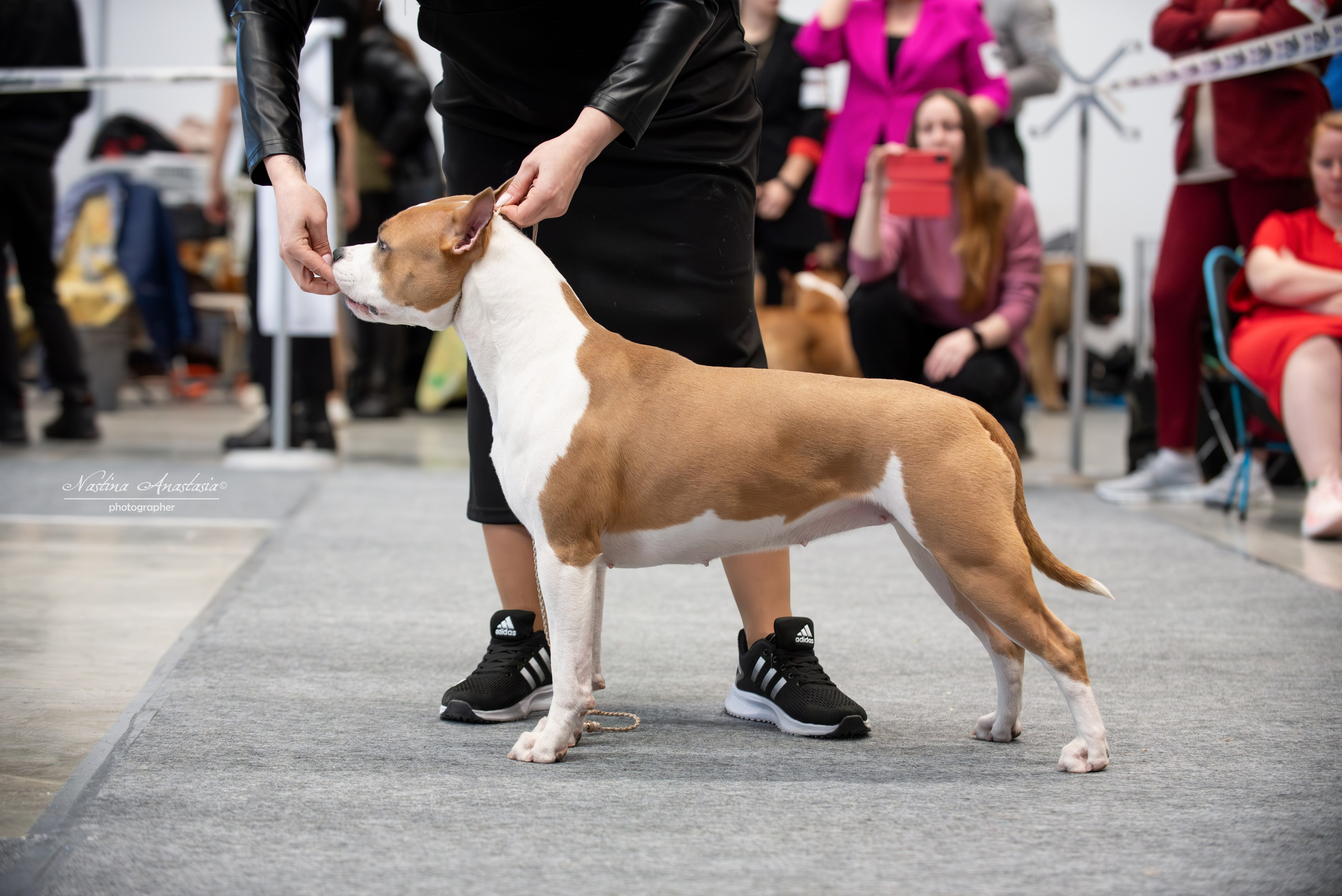 Выставки. Фотограф — Анималист