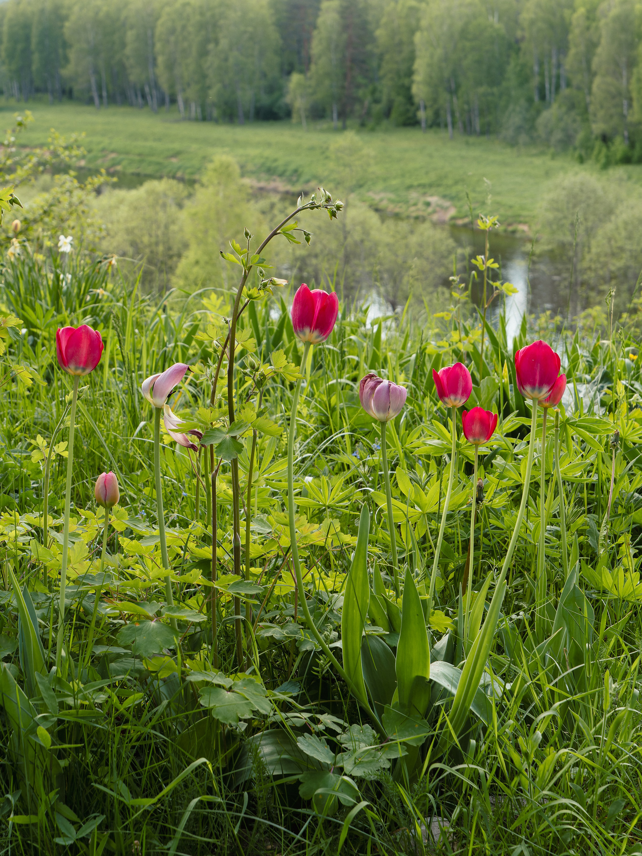 На берегу Угры. Конец мая 2024 года. Фотограф Никифоров-Гордеев Сергей. Москва и МО