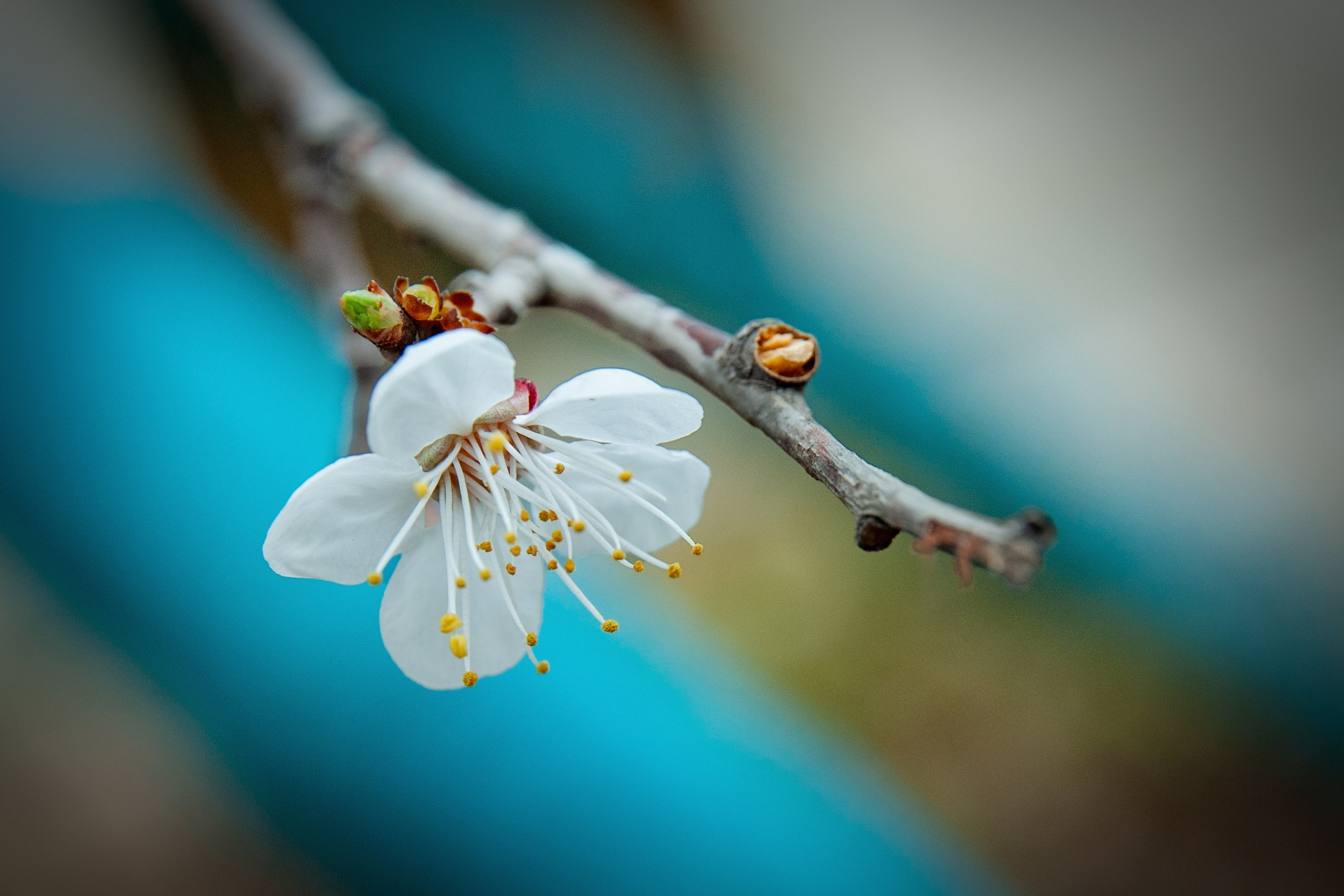 Весна. FotoGraf