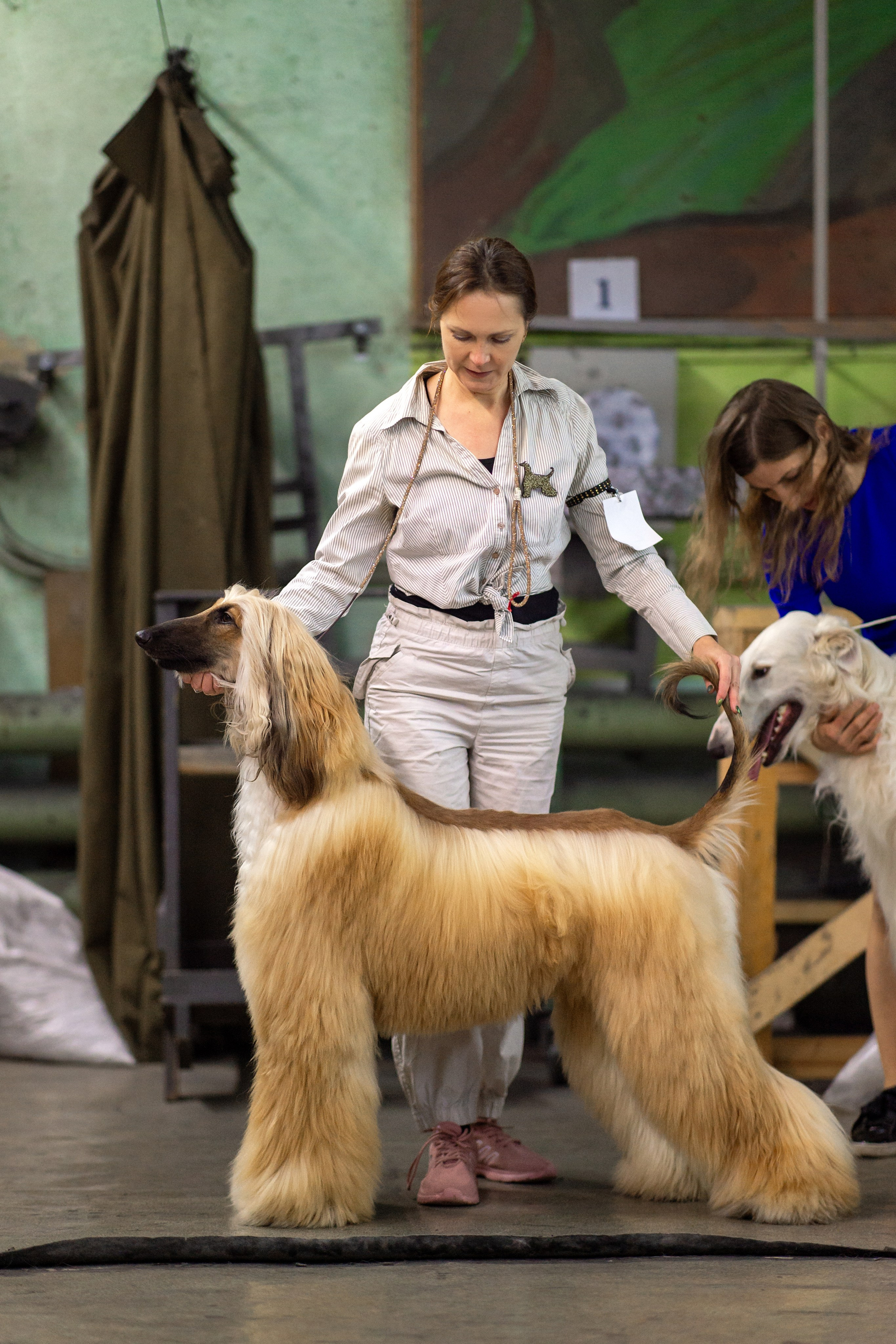 07.11.2025 Клуб Хобби Республиканская выставка собак всех пород. Галерея фотографий афганской борзой