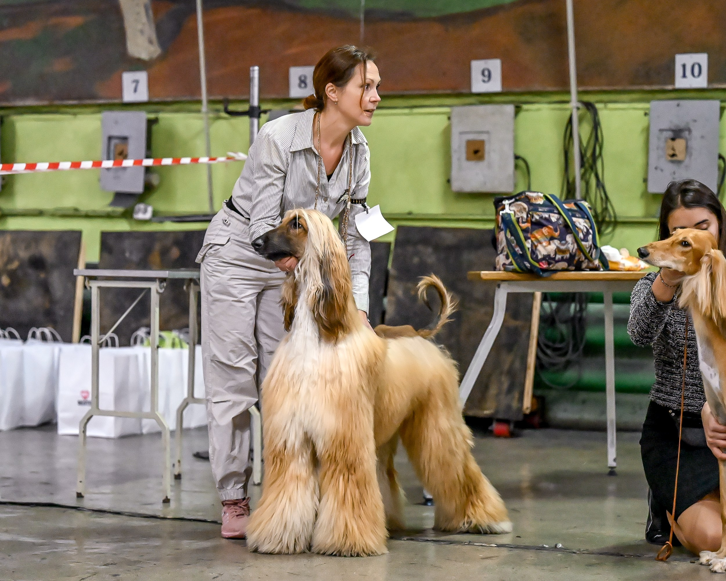 07.11.2025 Клуб Хобби. Галерея фотографий афганской борзой