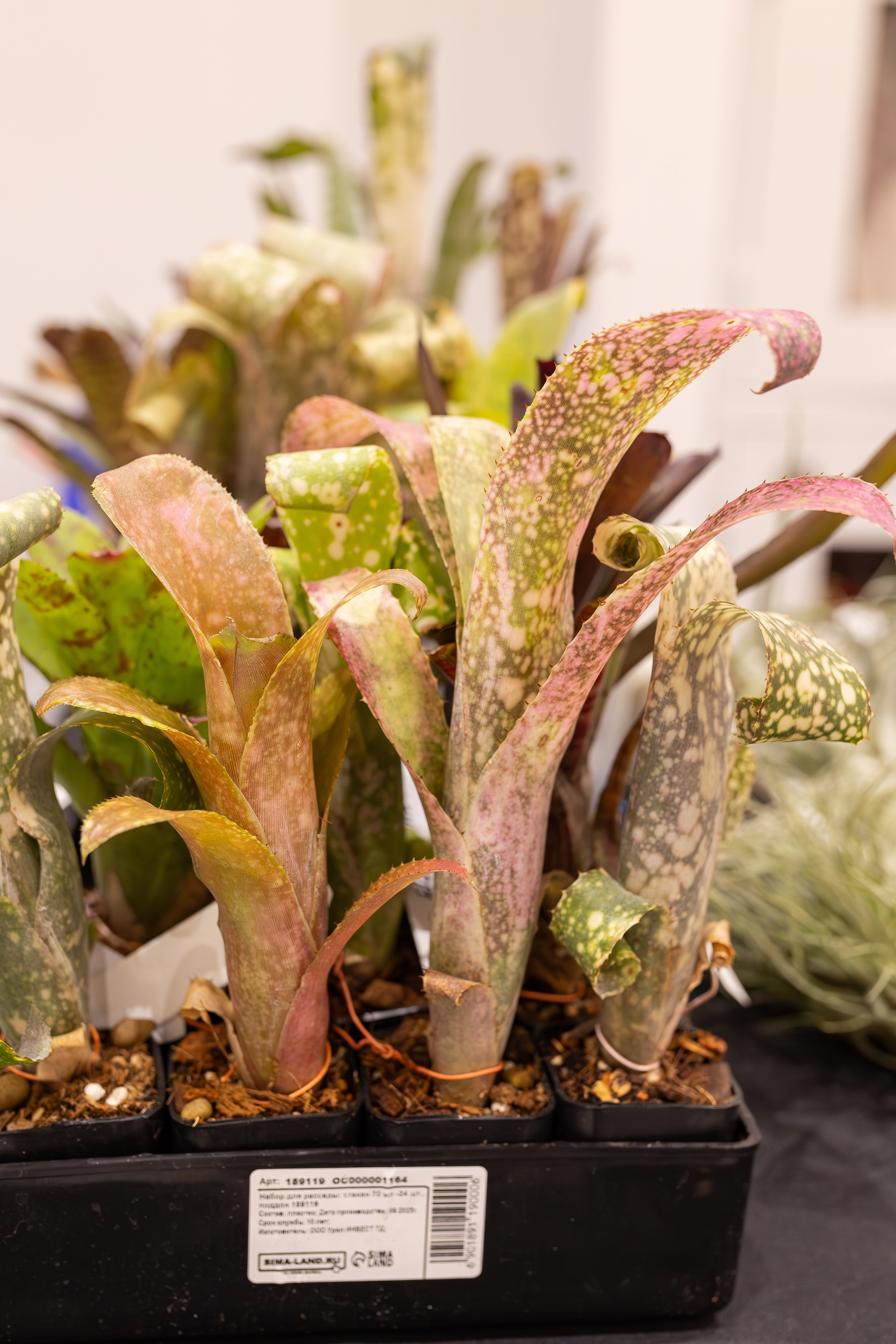 Монстериум апрель 2026. Александра Куликова фотограф, Москва