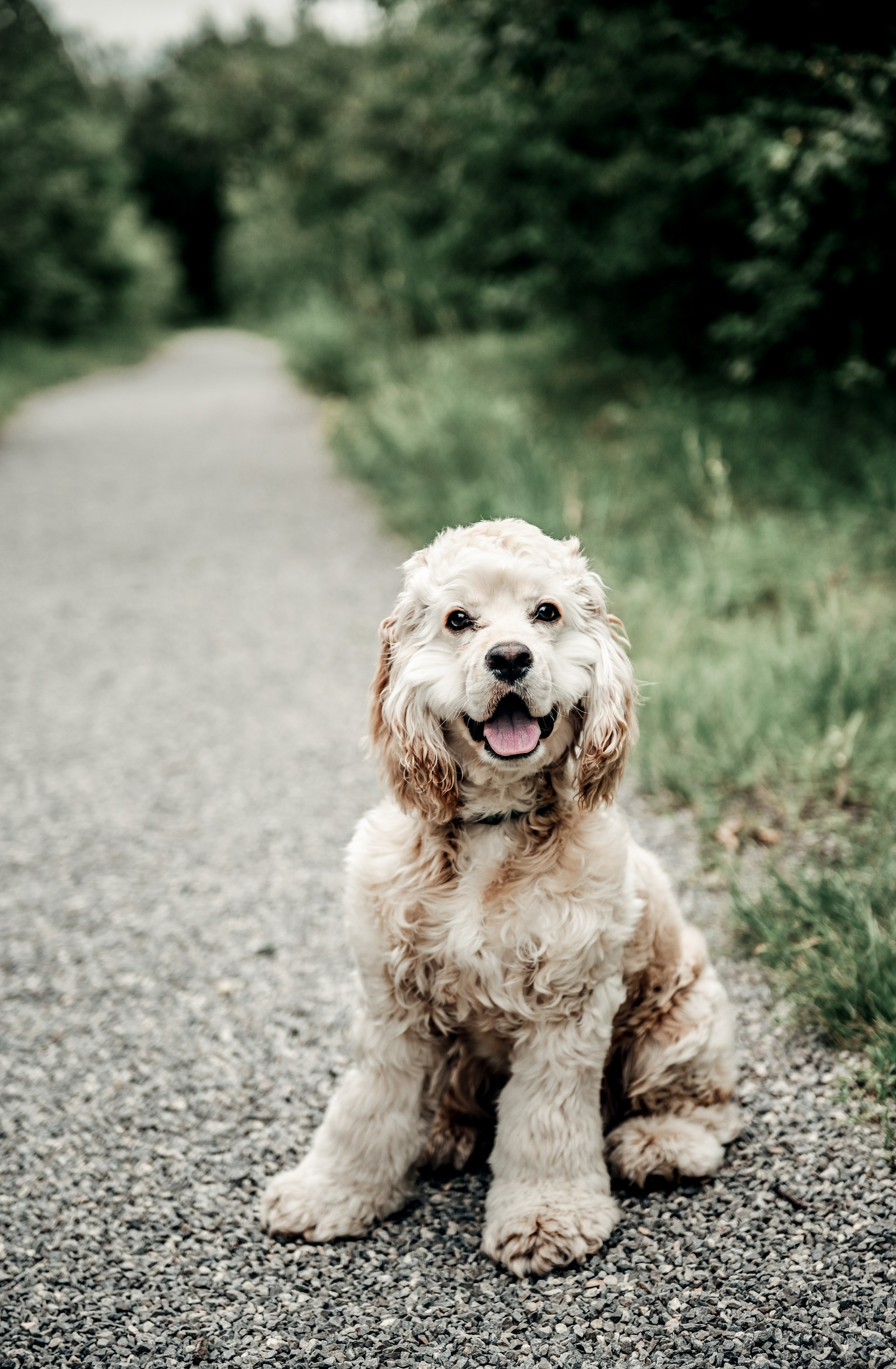 Love story прогулка вместе с песиком))). Свадебный, семейный, детский, контент фотограф в Омске Максим Ильин