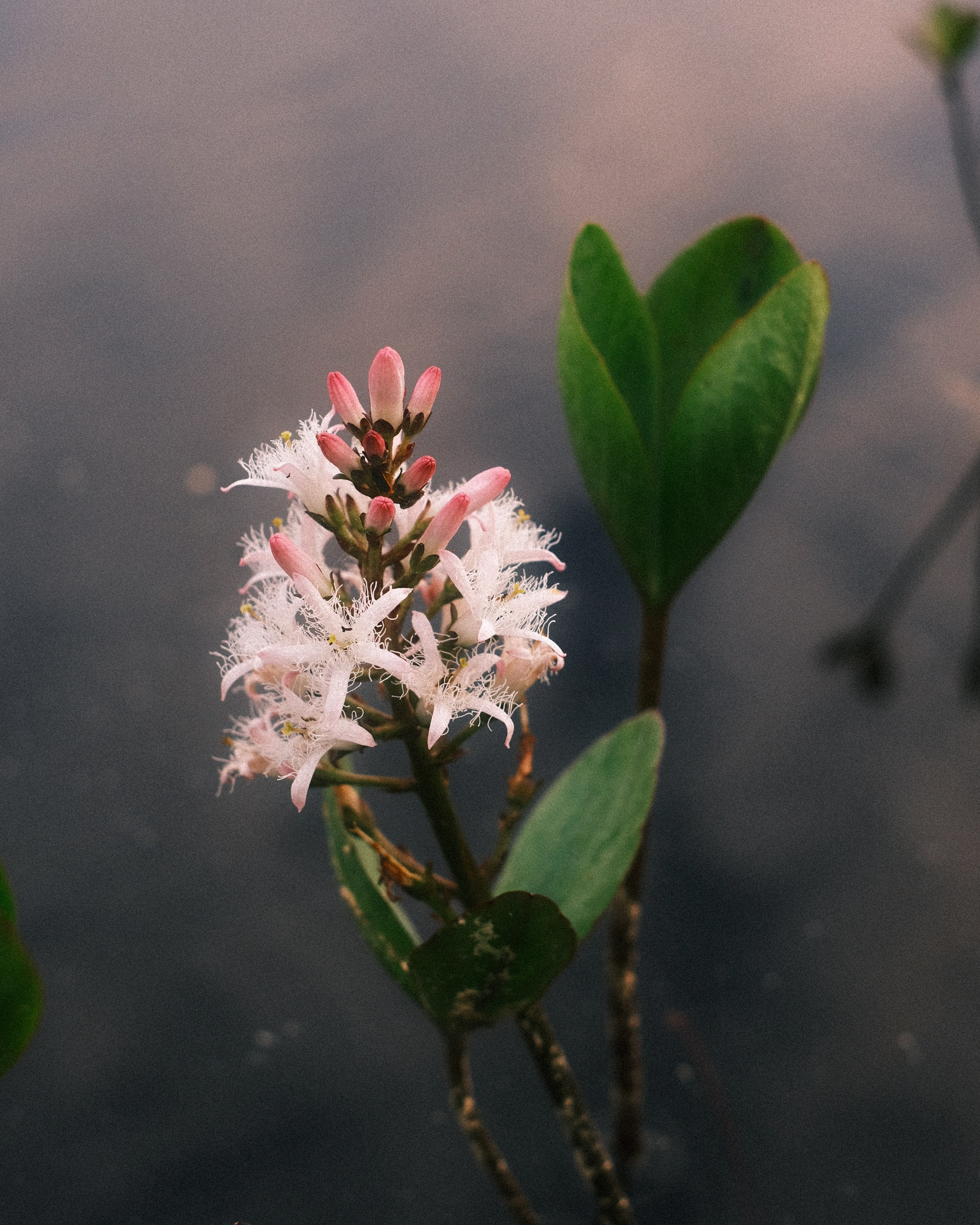 Орехово | май 2025