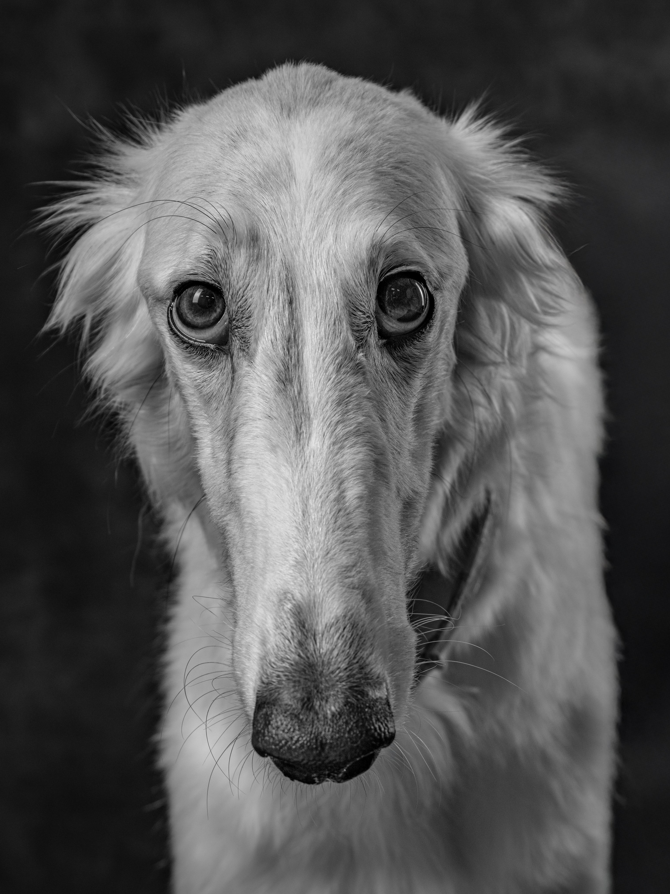 Анималистика, фото животных,  фотосессия для животных, русская борзая, фотограф новосибирск