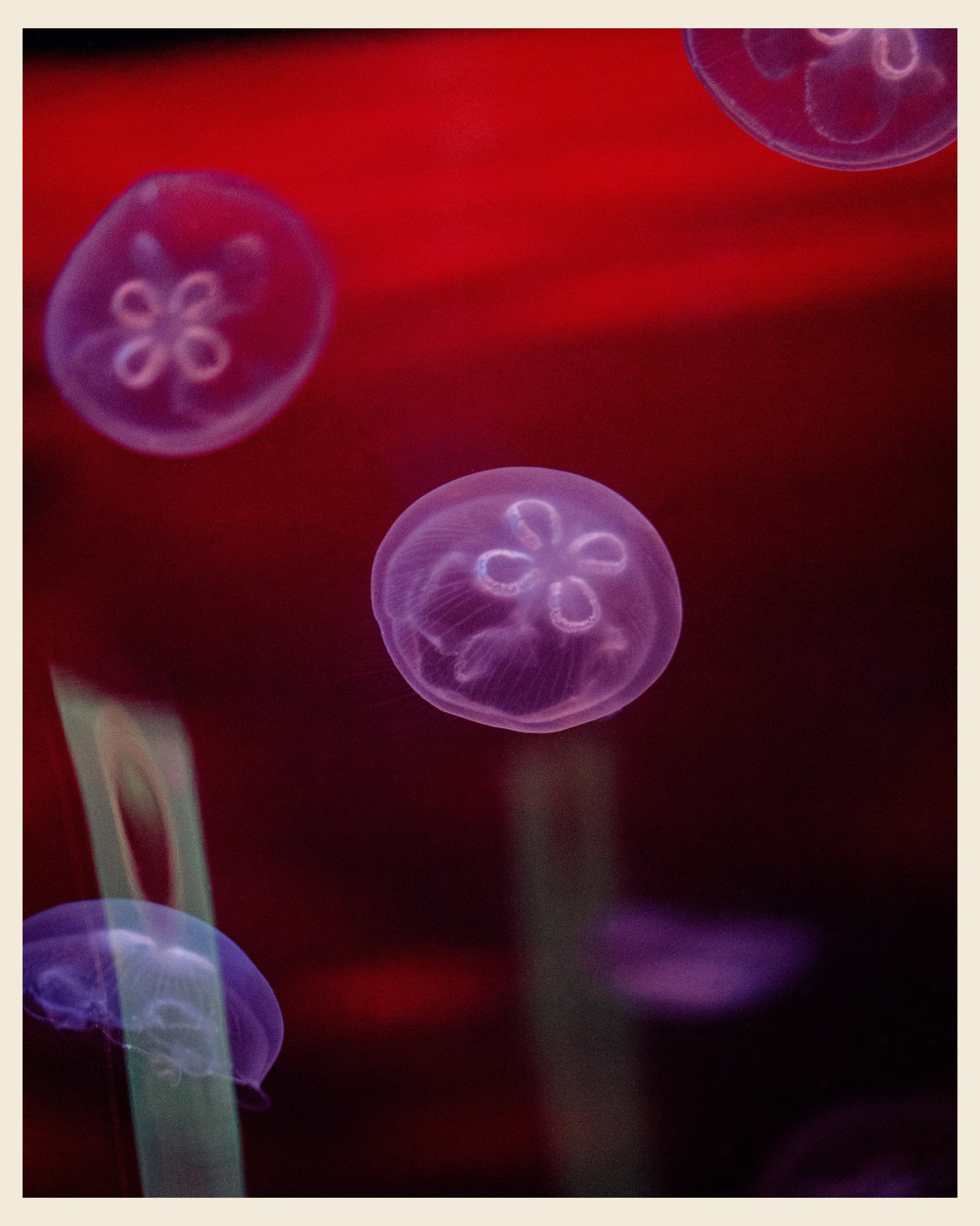 AILAND x VANO. Ivan Petrov photographer