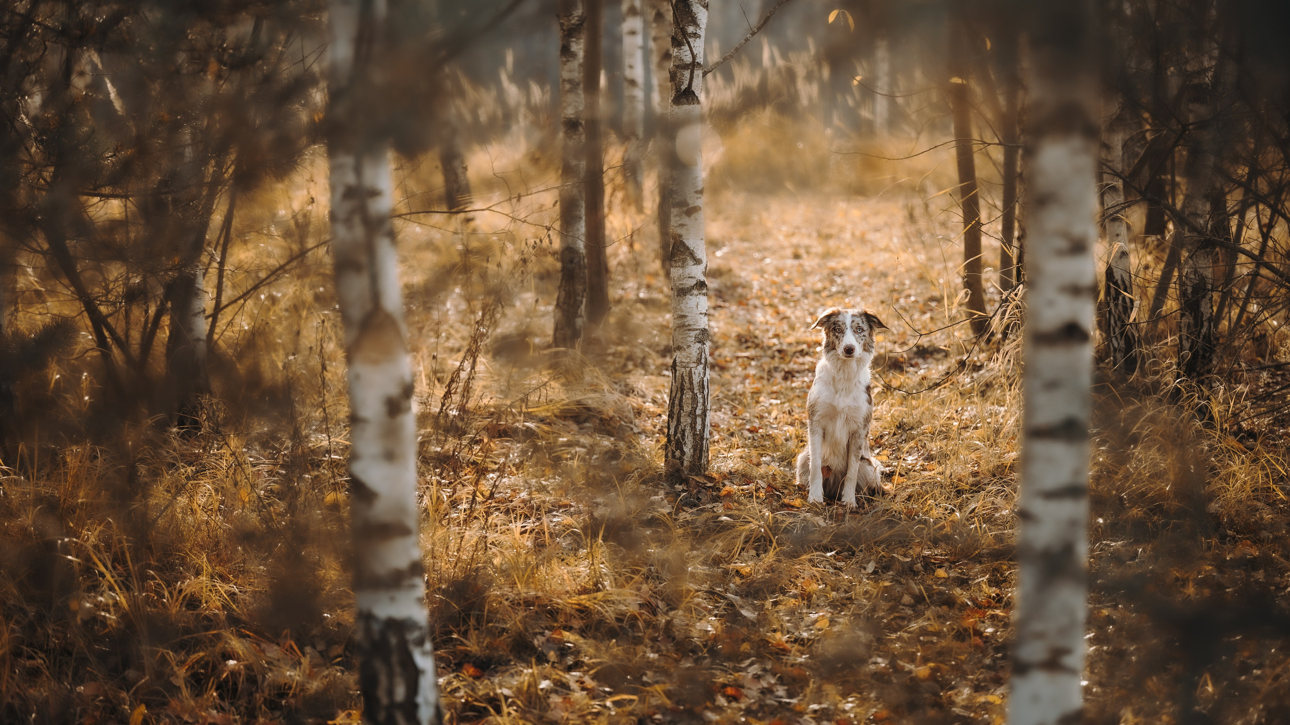 Настя, Максим, Орео и Норд. Семейный фотограф анималист Ананьева Мария — Москва