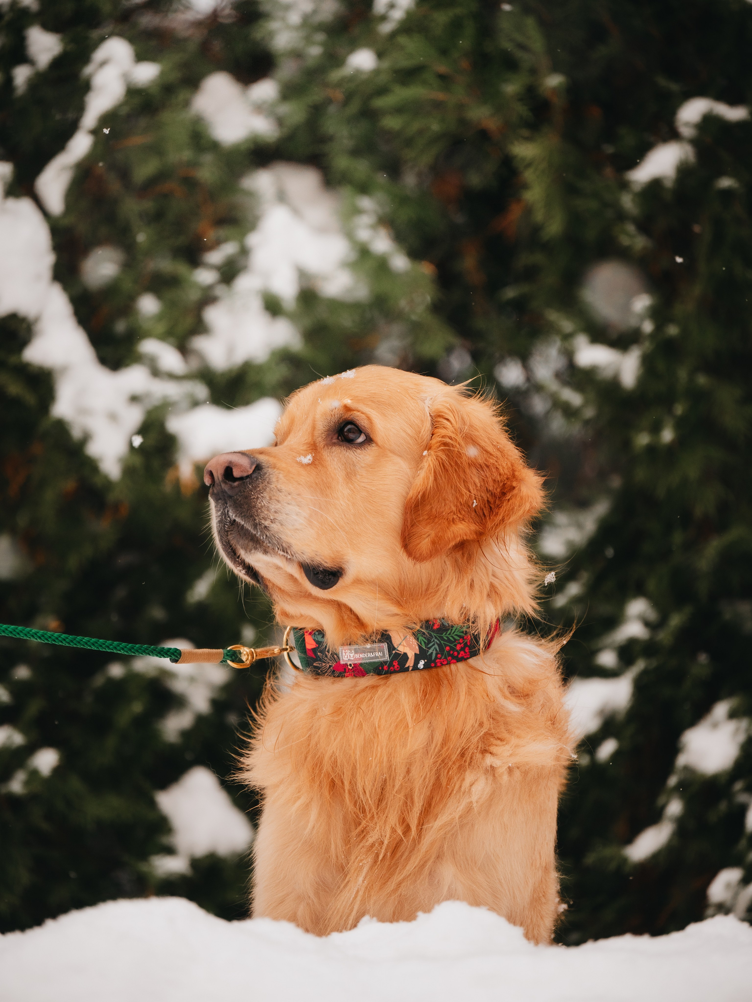 Bender&Frai. Зимняя коллекция. Семейный фотограф анималист Ананьева Мария — Москва