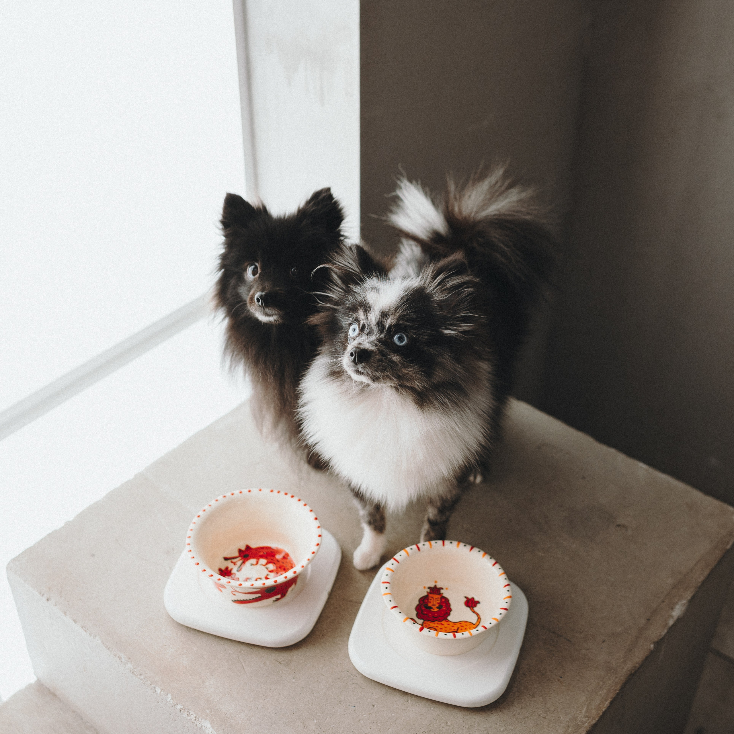 Cosmodog. Миски и лакомства. Семейный фотограф анималист Ананьева Мария — Москва