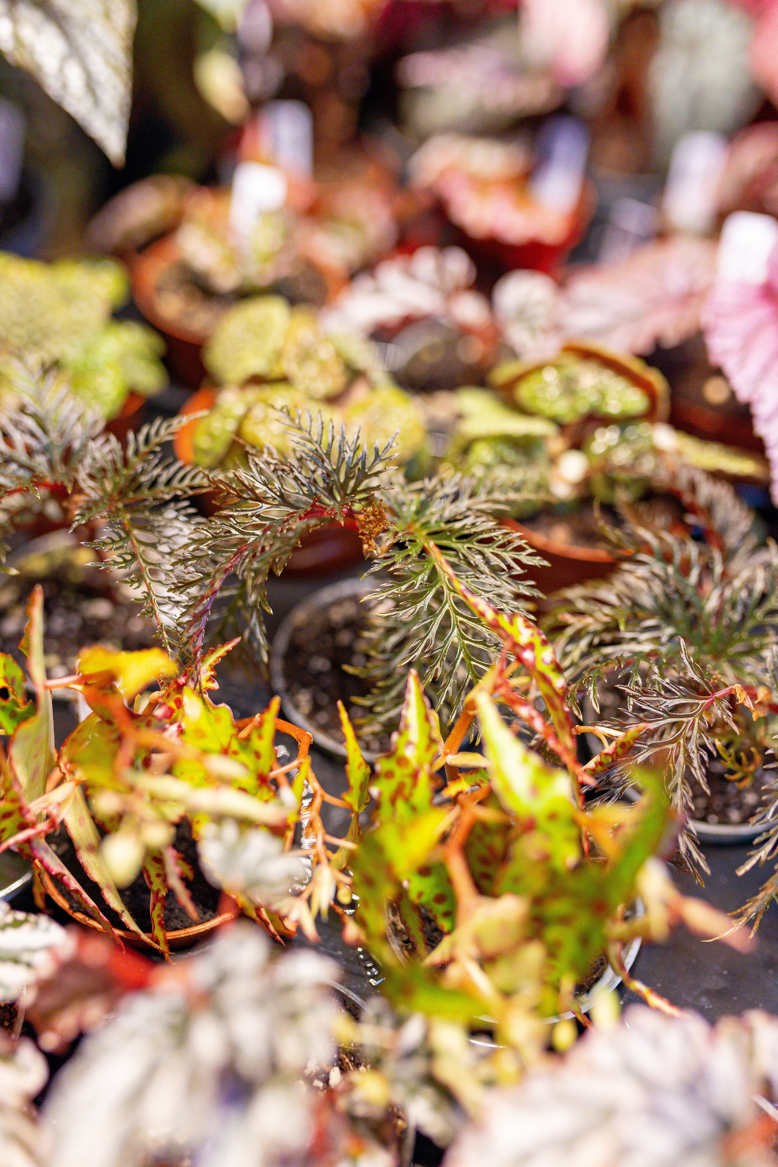 Орхидиум 12.2025. Александра Куликова фотограф, Москва
