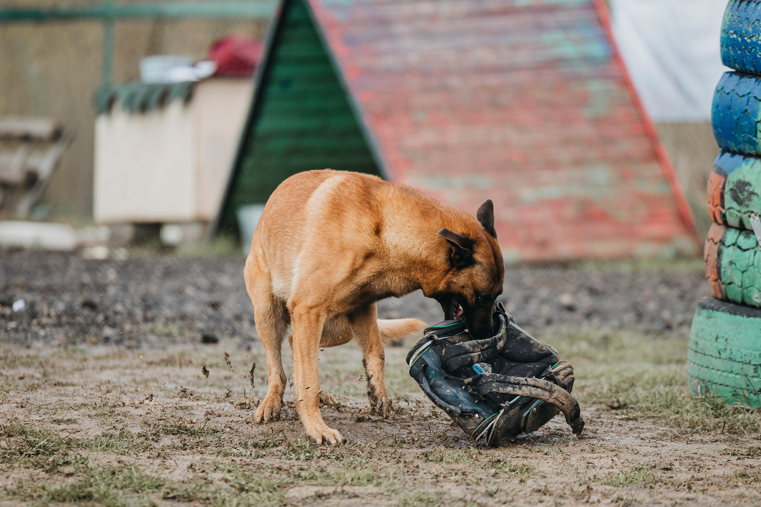 09.05.25 Вологда соревнования. Фотограф-анималист Анна Маринич